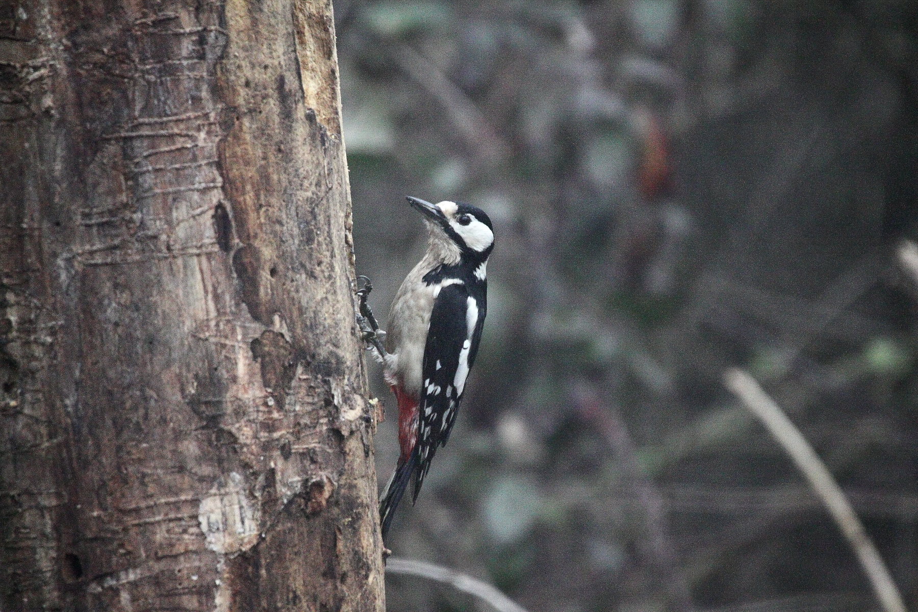 picchio rosso femmina