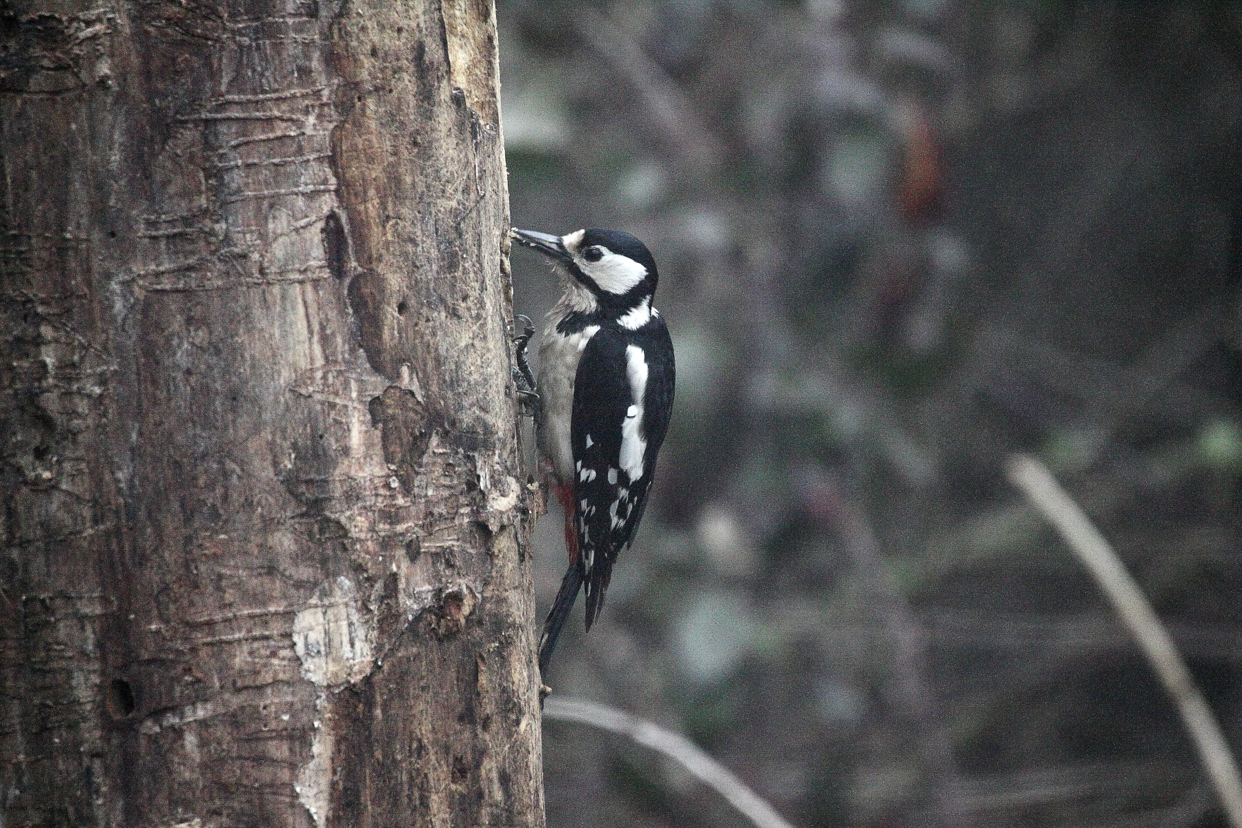 picchio rosso femmina