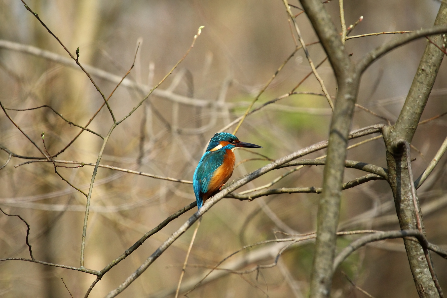 kingfisher
