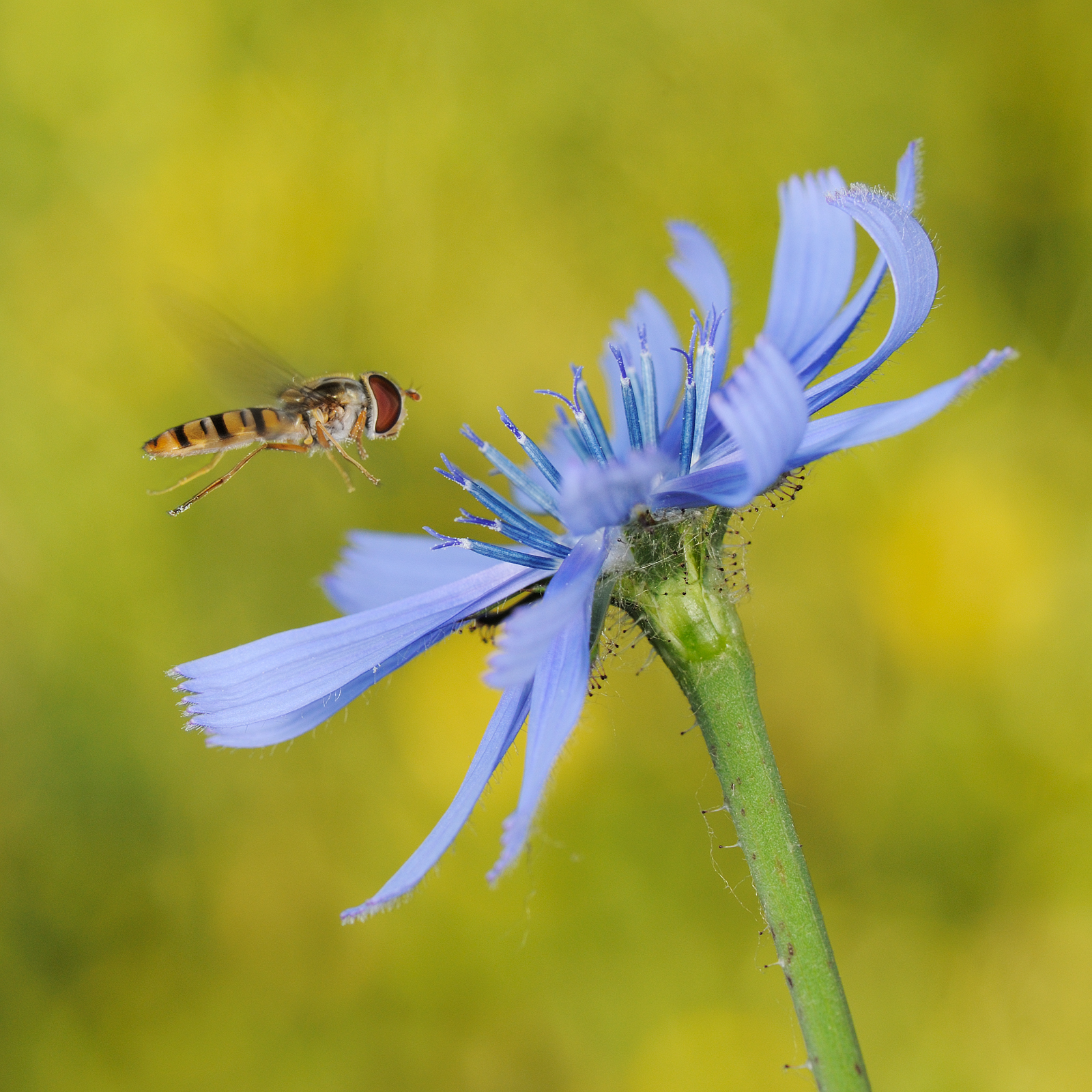 Sirfide in volo su radicchio selvatico