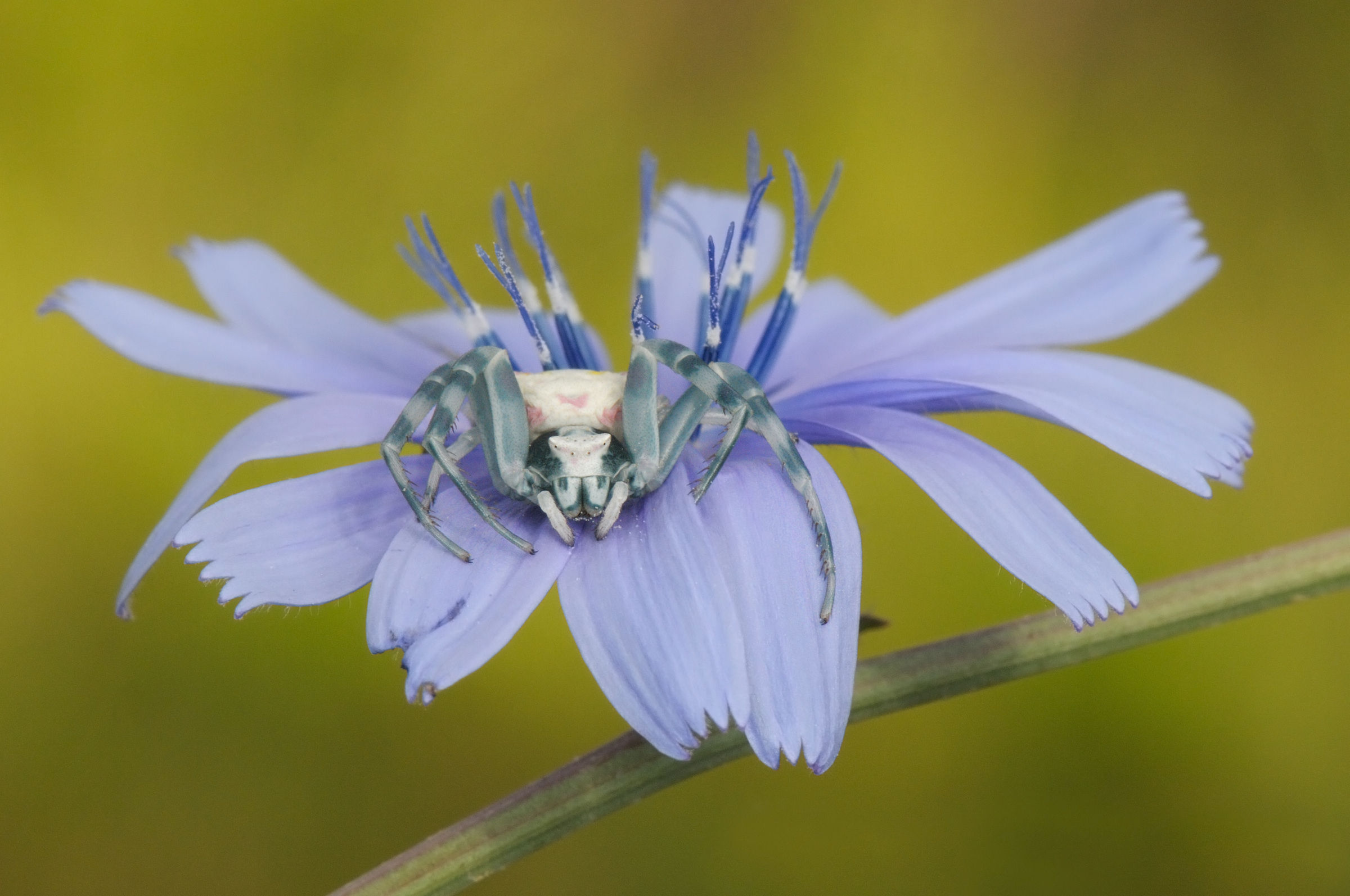Thomisus onustus su radicchio selvatico