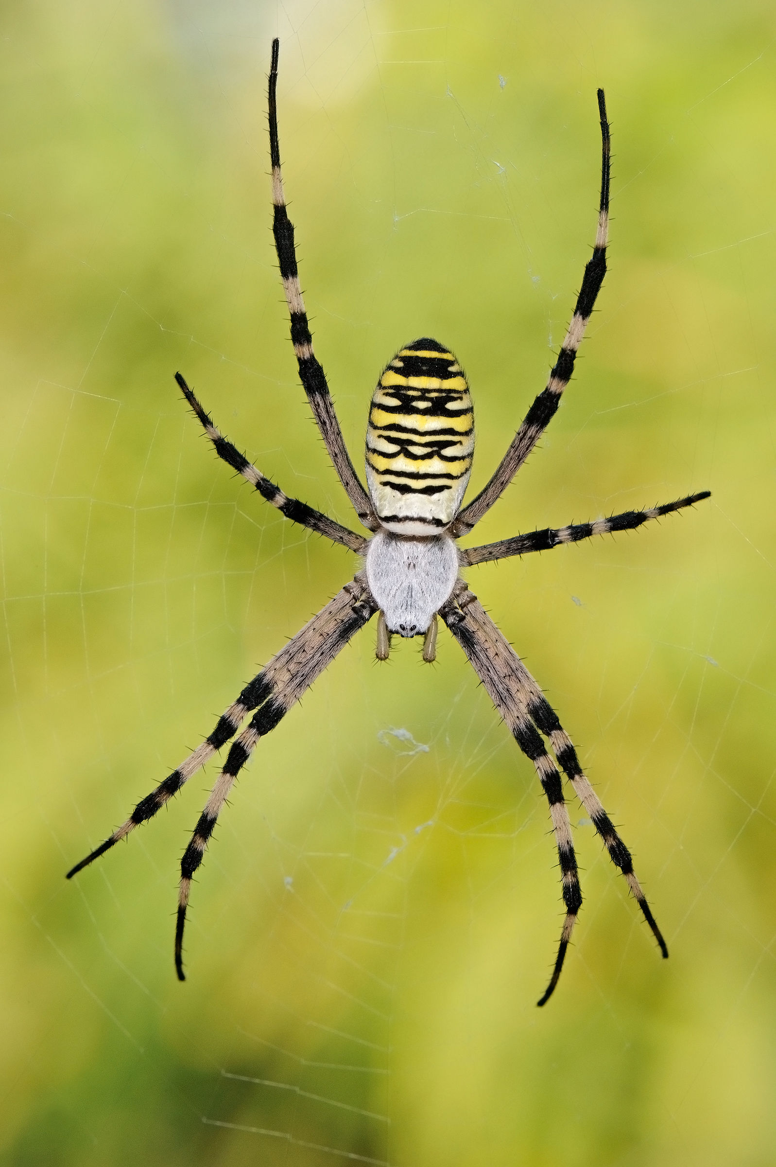 Argiope bruennichi