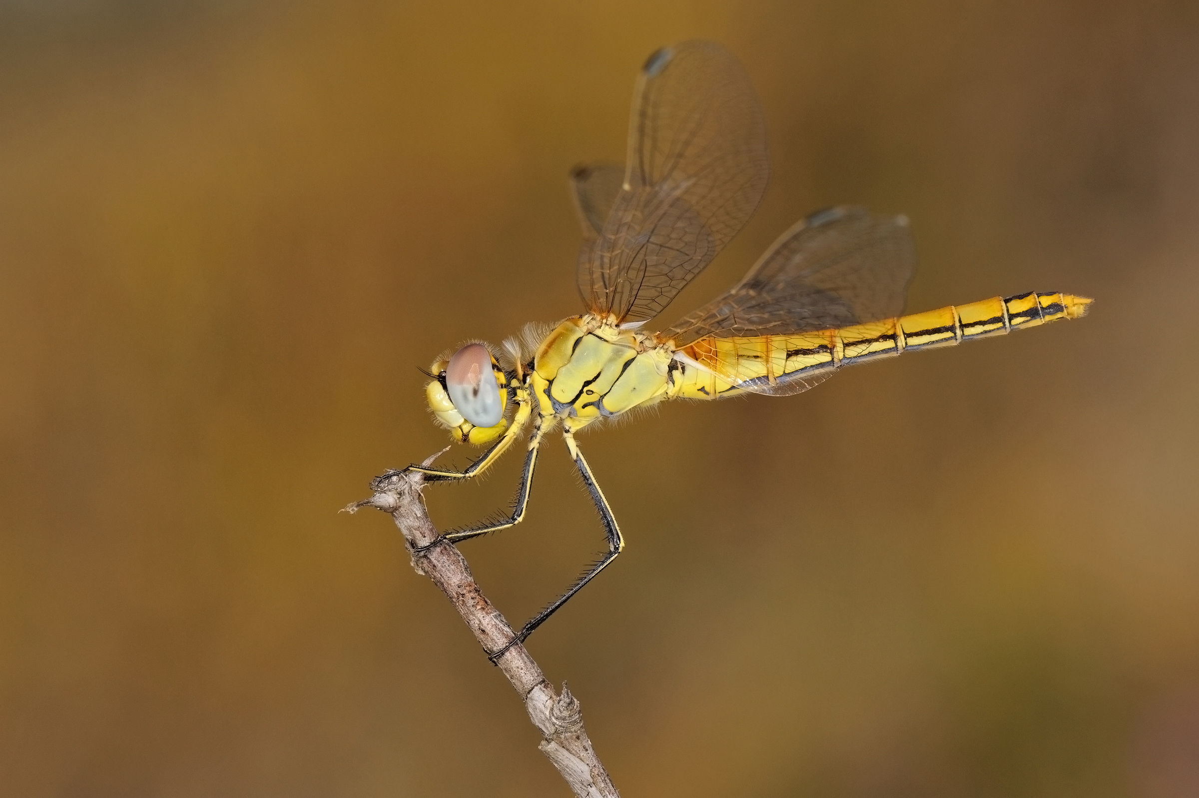 Sympetrum fonscolombei