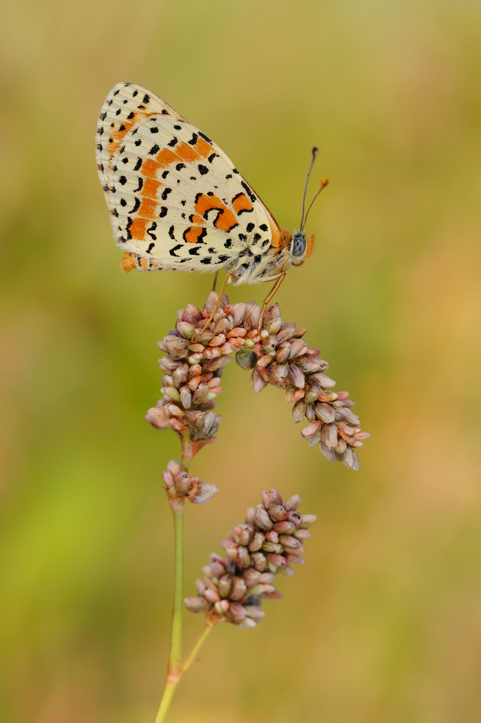 Melitaea