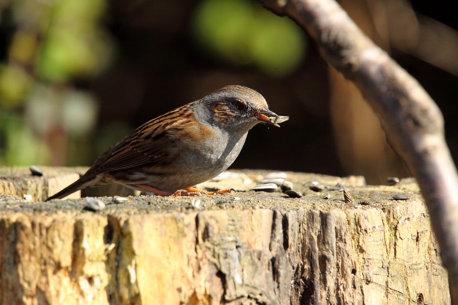 sparrow