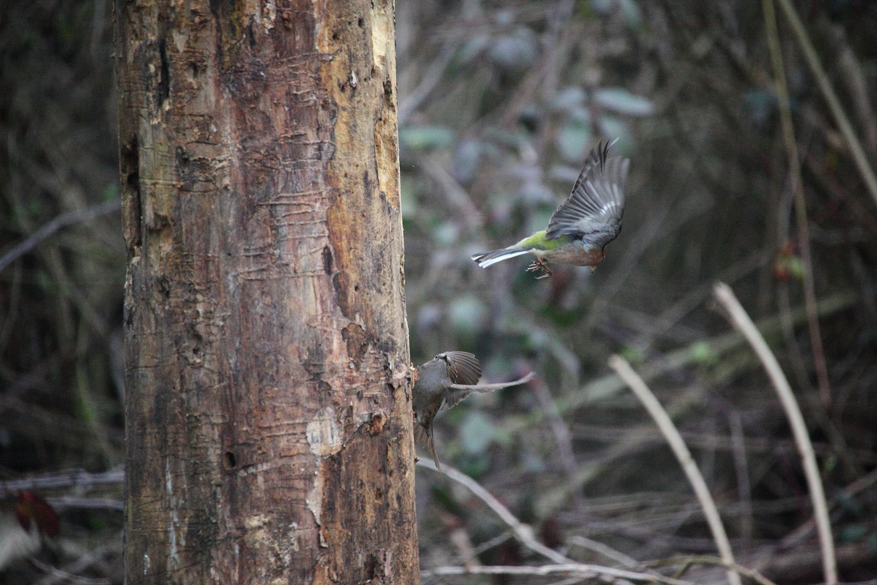 passera scopaiola cincia