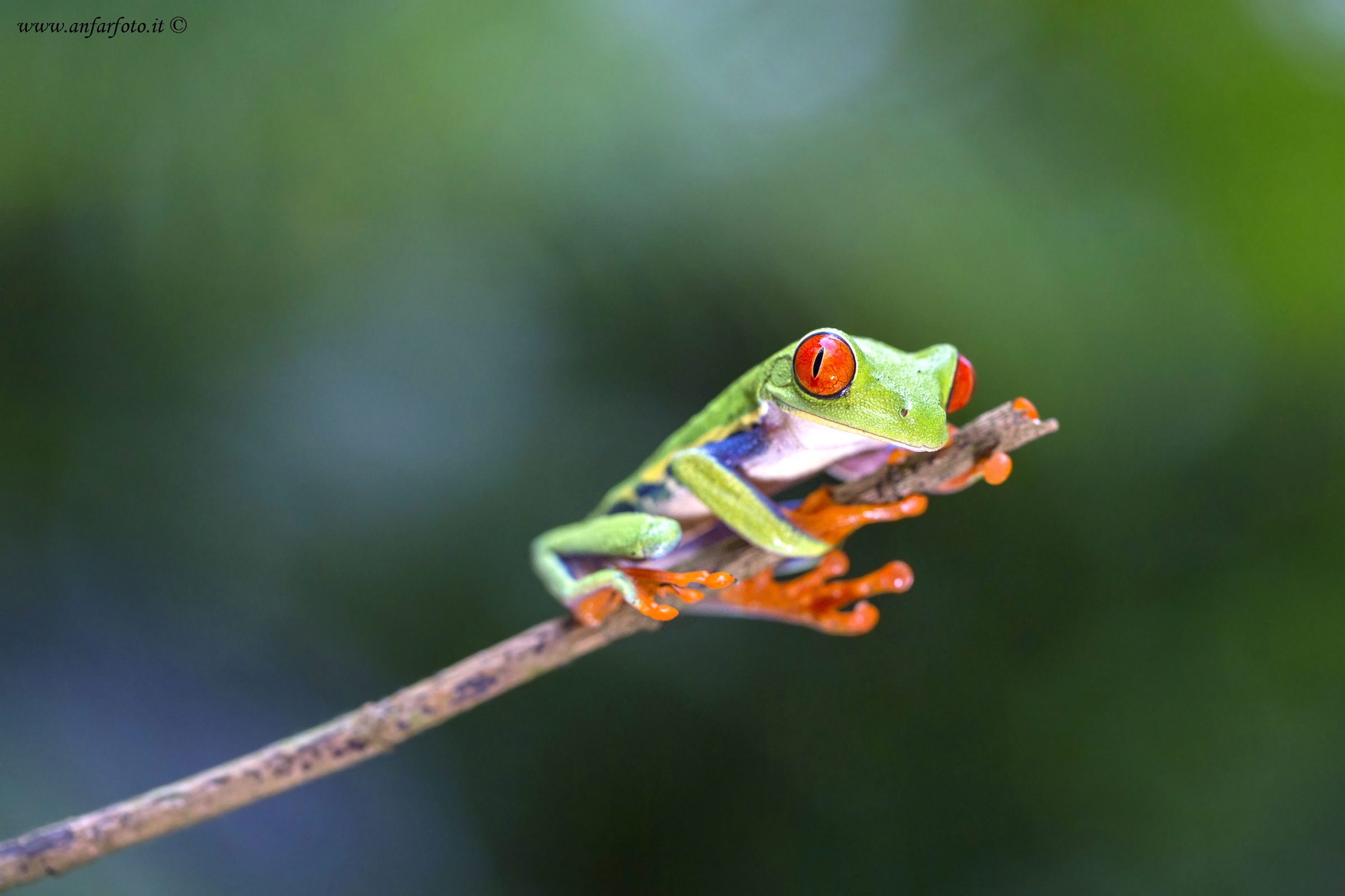 Red-eyed tree frog (Agalychnis callidryas)