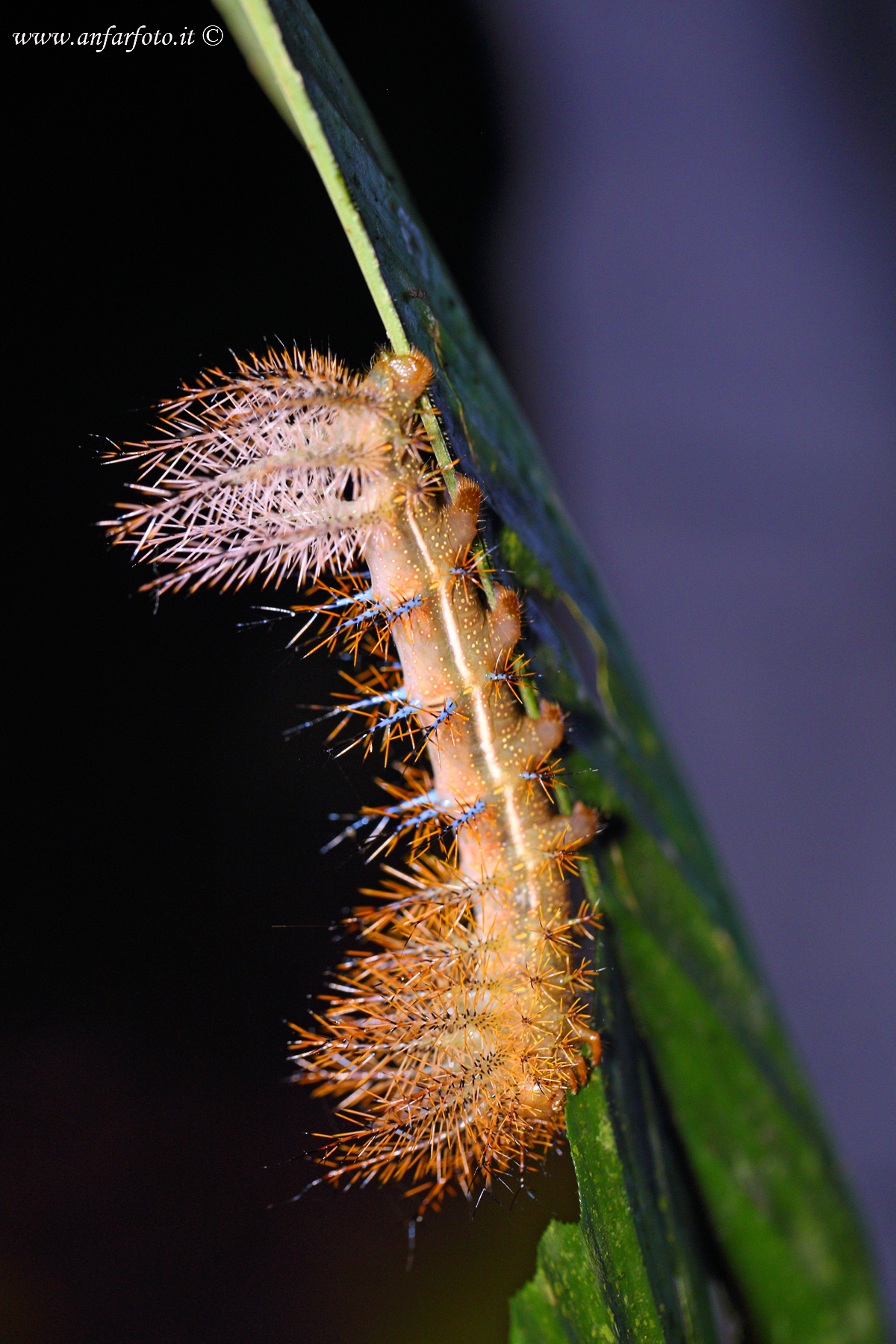 Caterpillar
