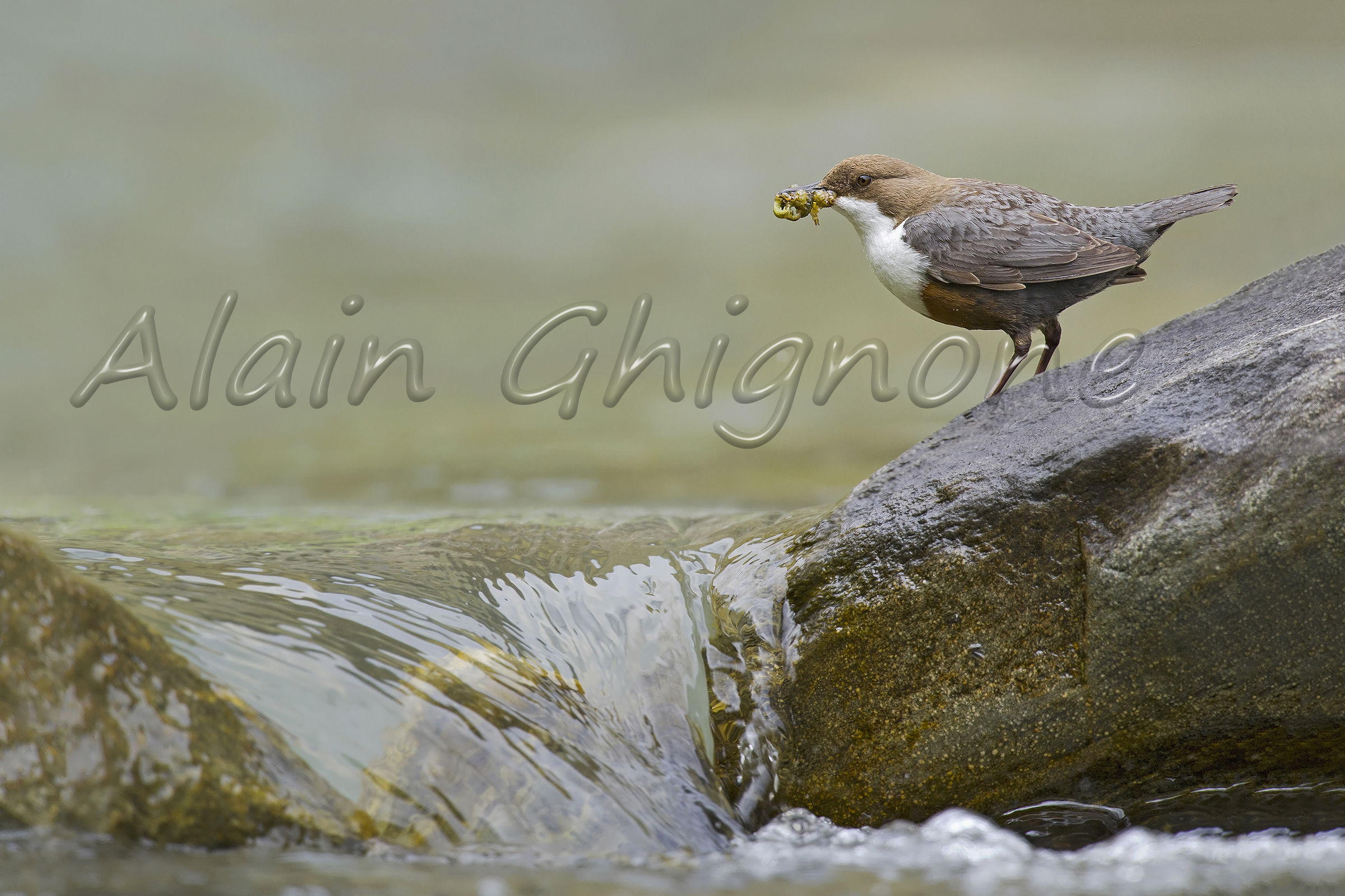 water and water-carrier