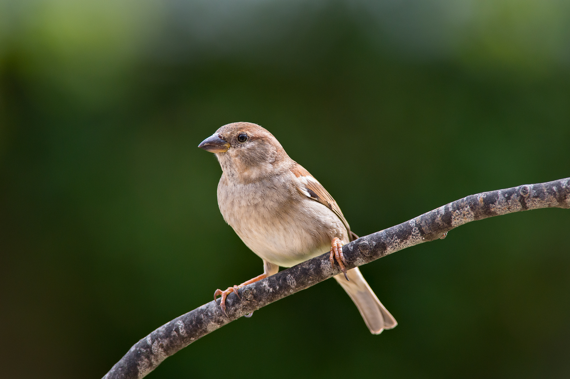 Sparrow