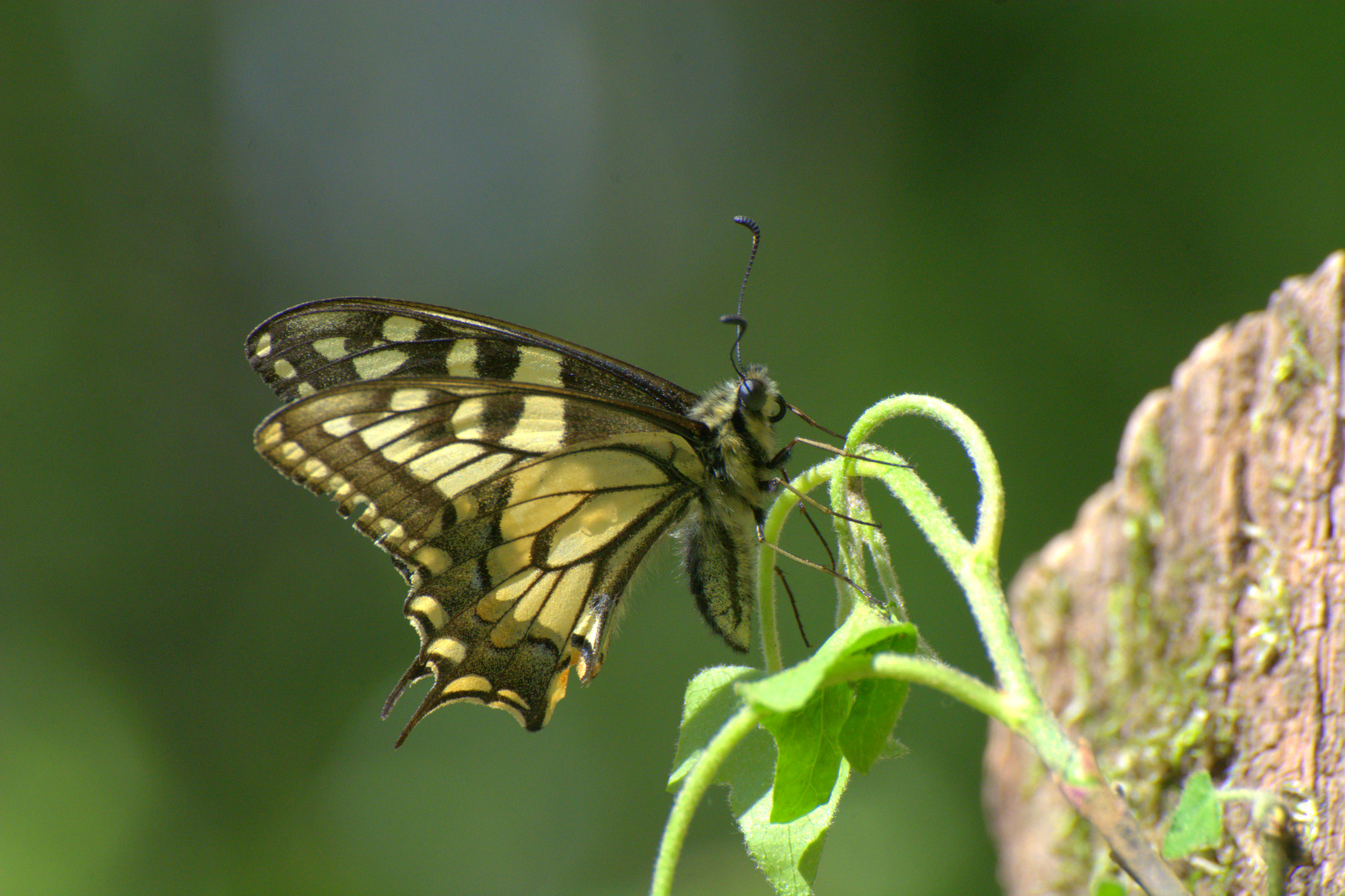Macaone   il primo volo