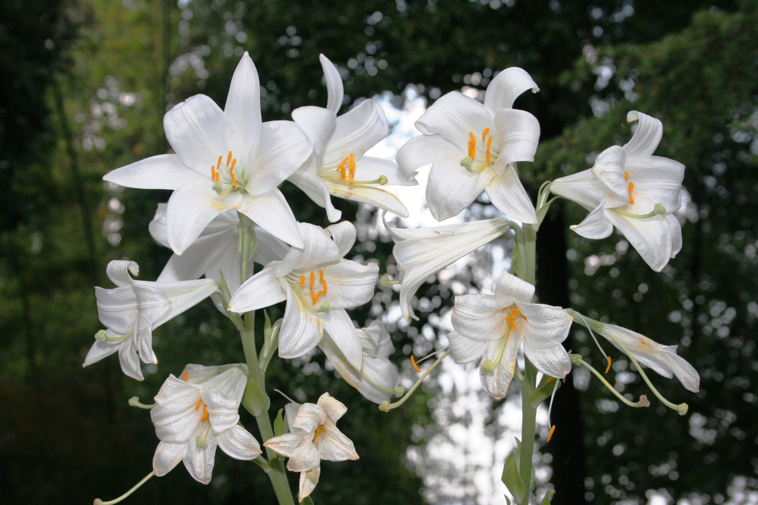 Lilies