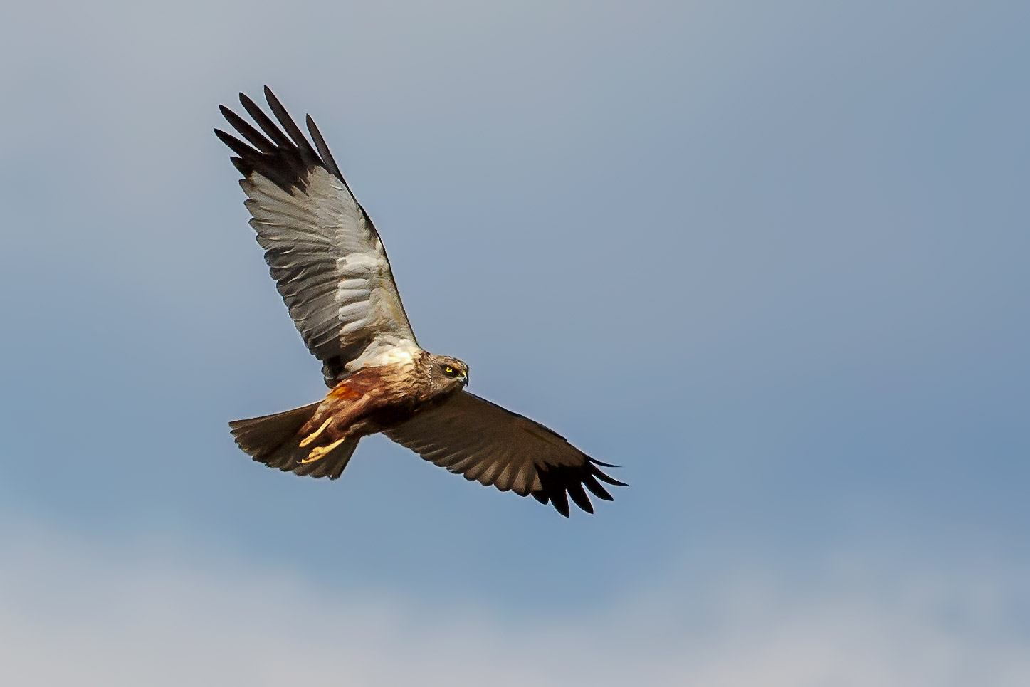 Marsh Harrier