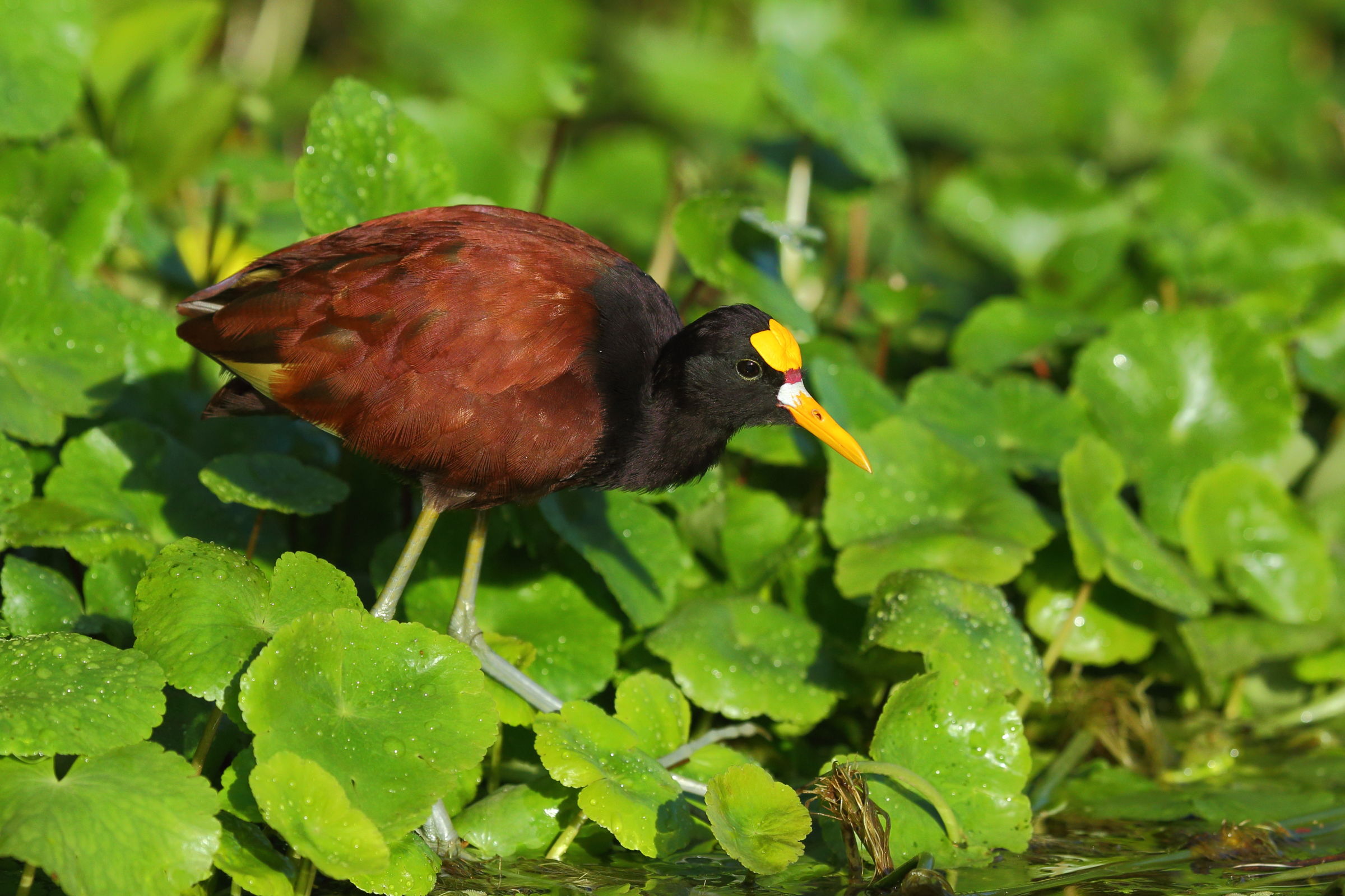 Jacana spinosa