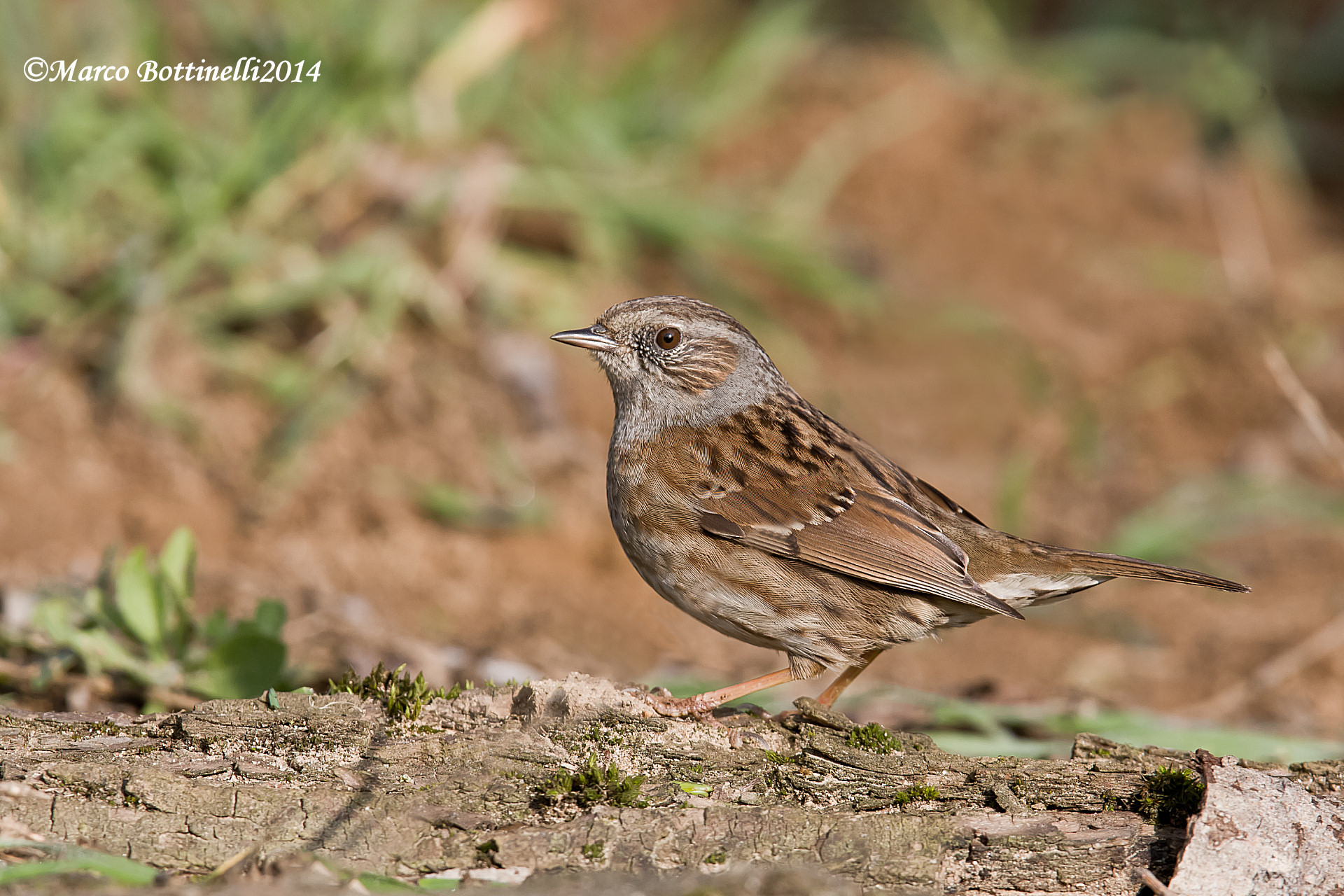 Dunnock