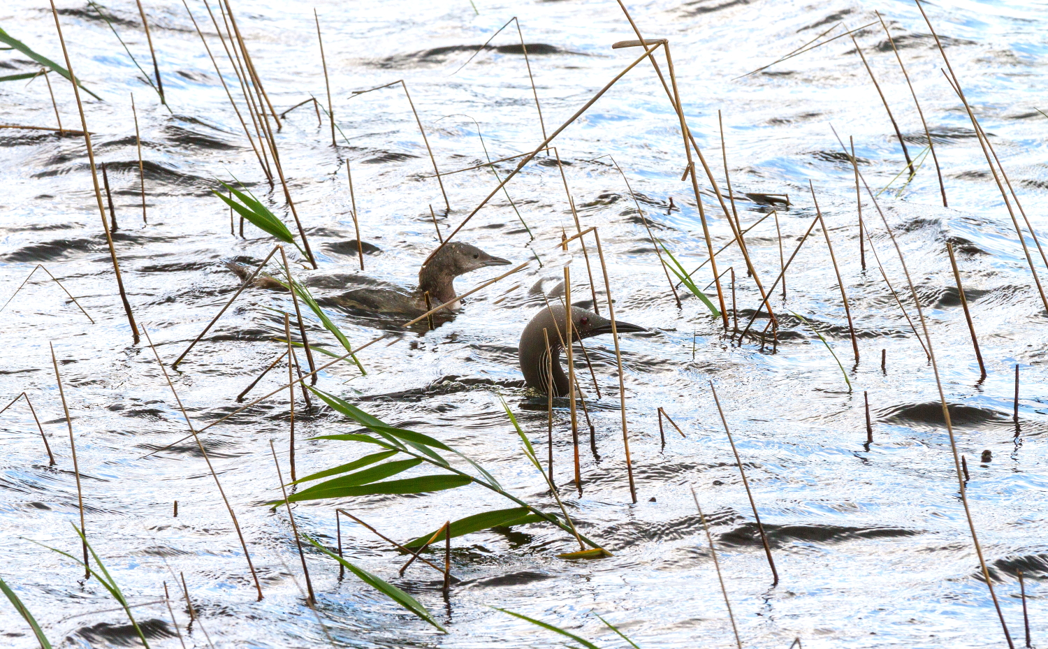 A family of black-throated loon