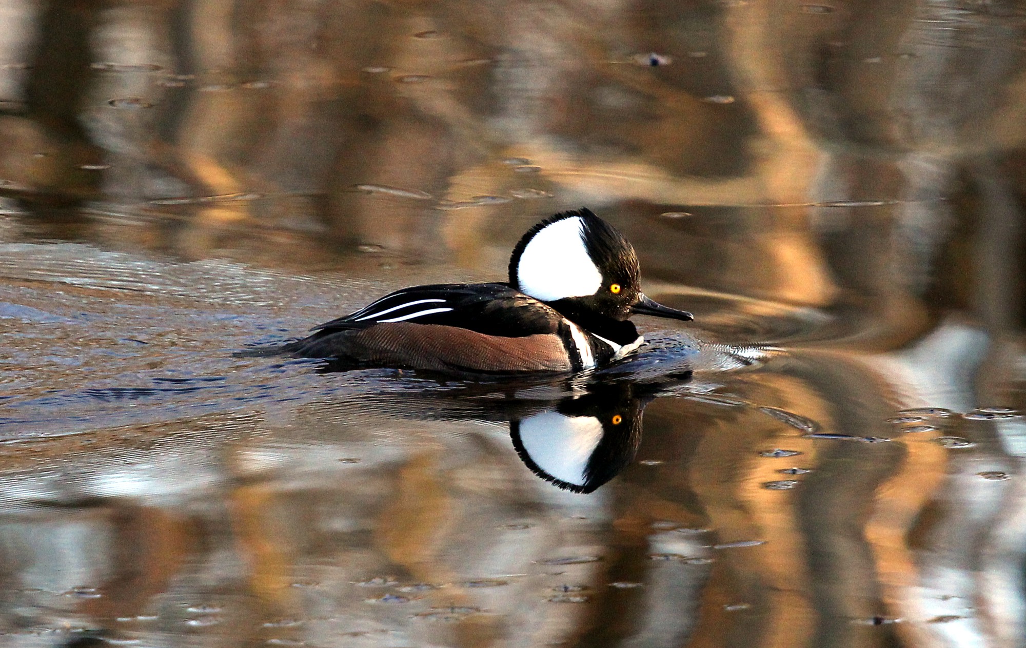 Hooded Merganser