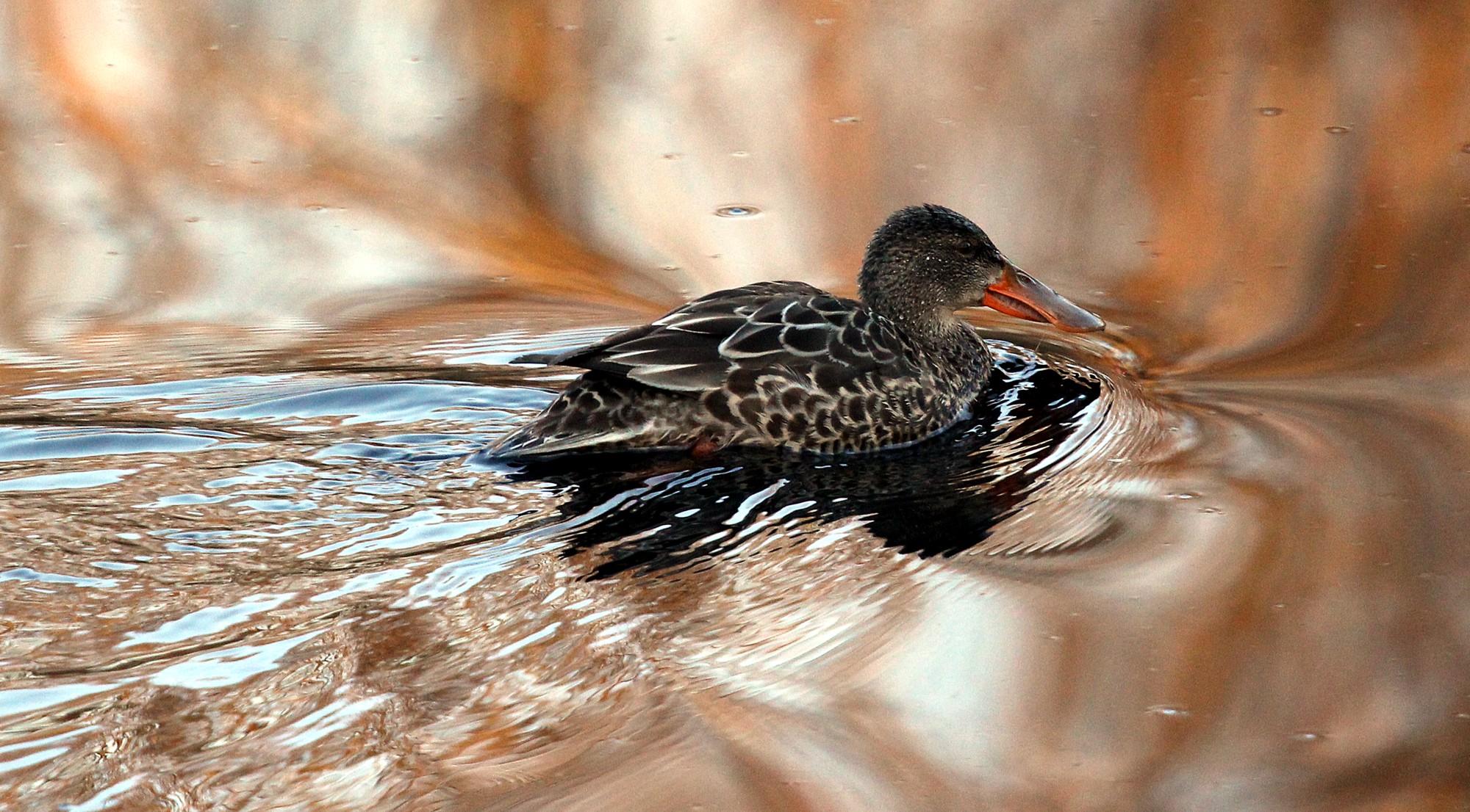 Northern Shoveler