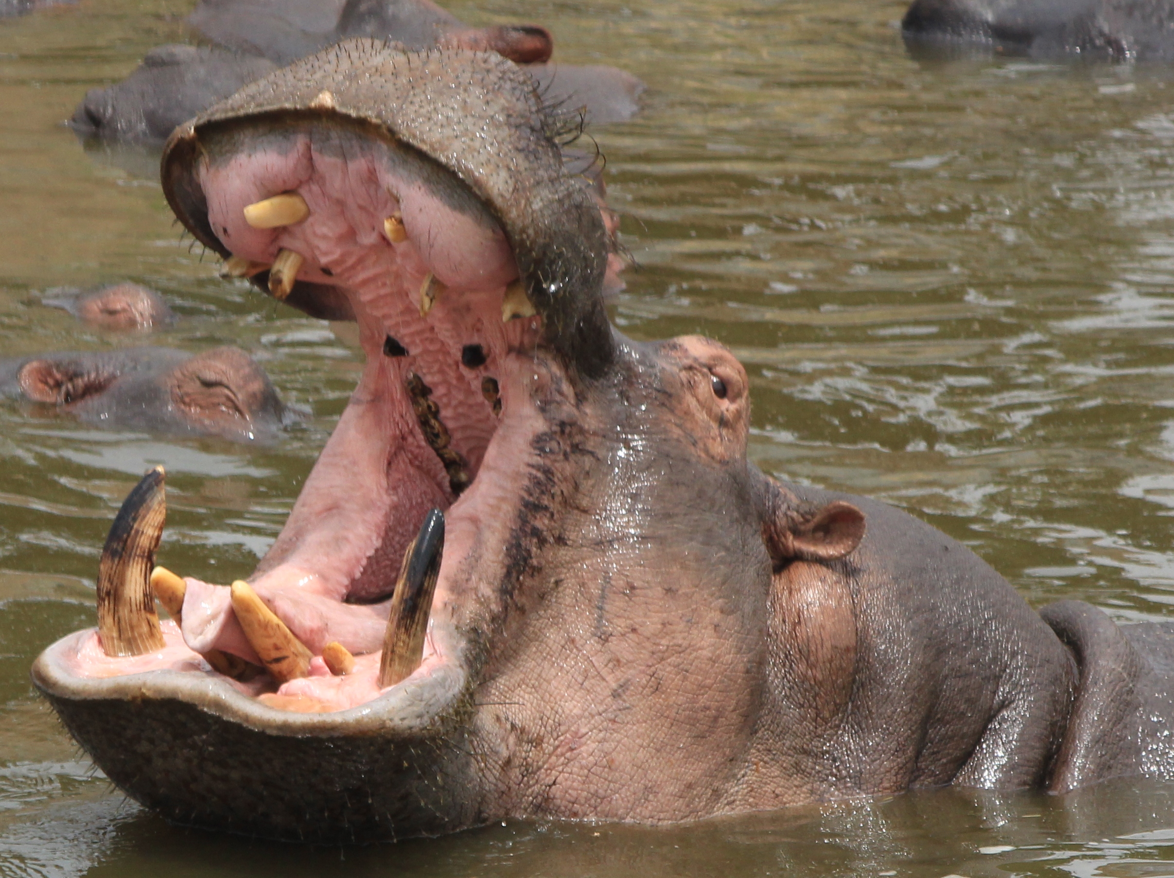 I am the King of the River