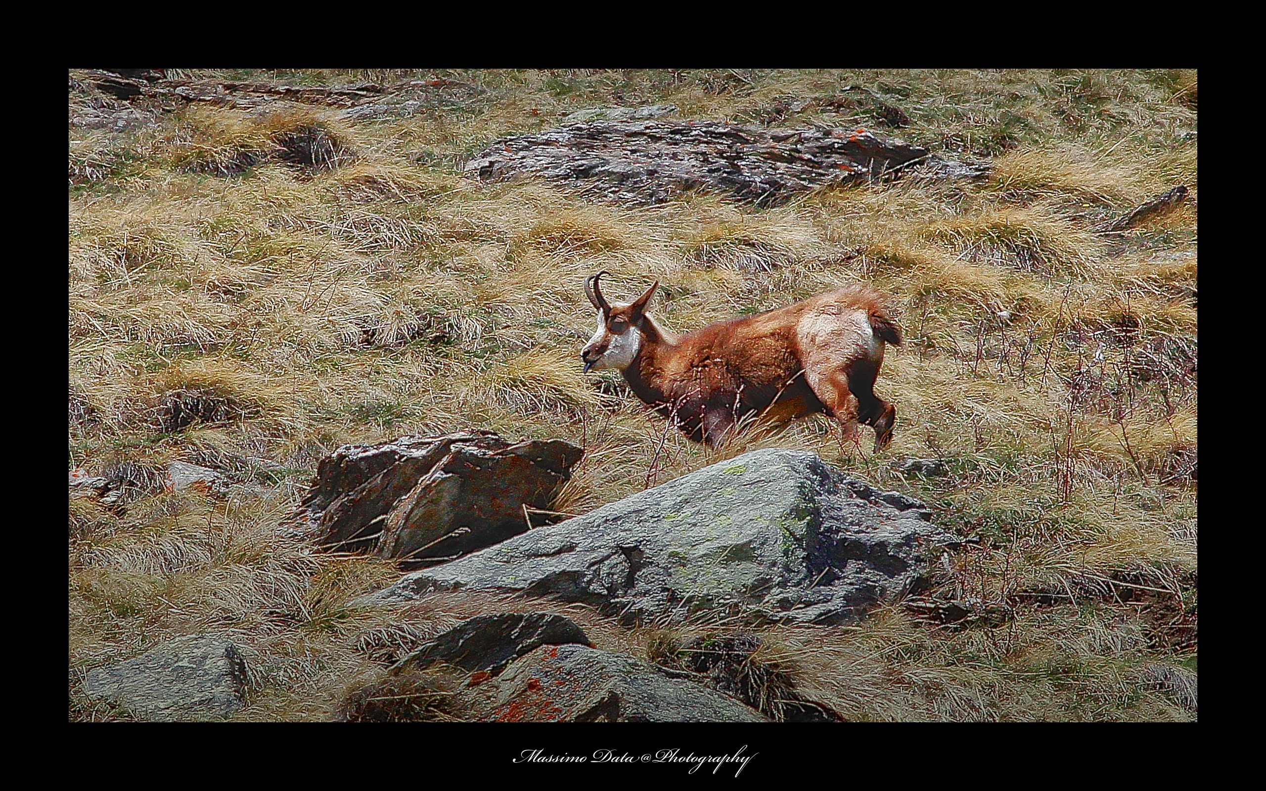 You want me fortografare? And I'll do the language!