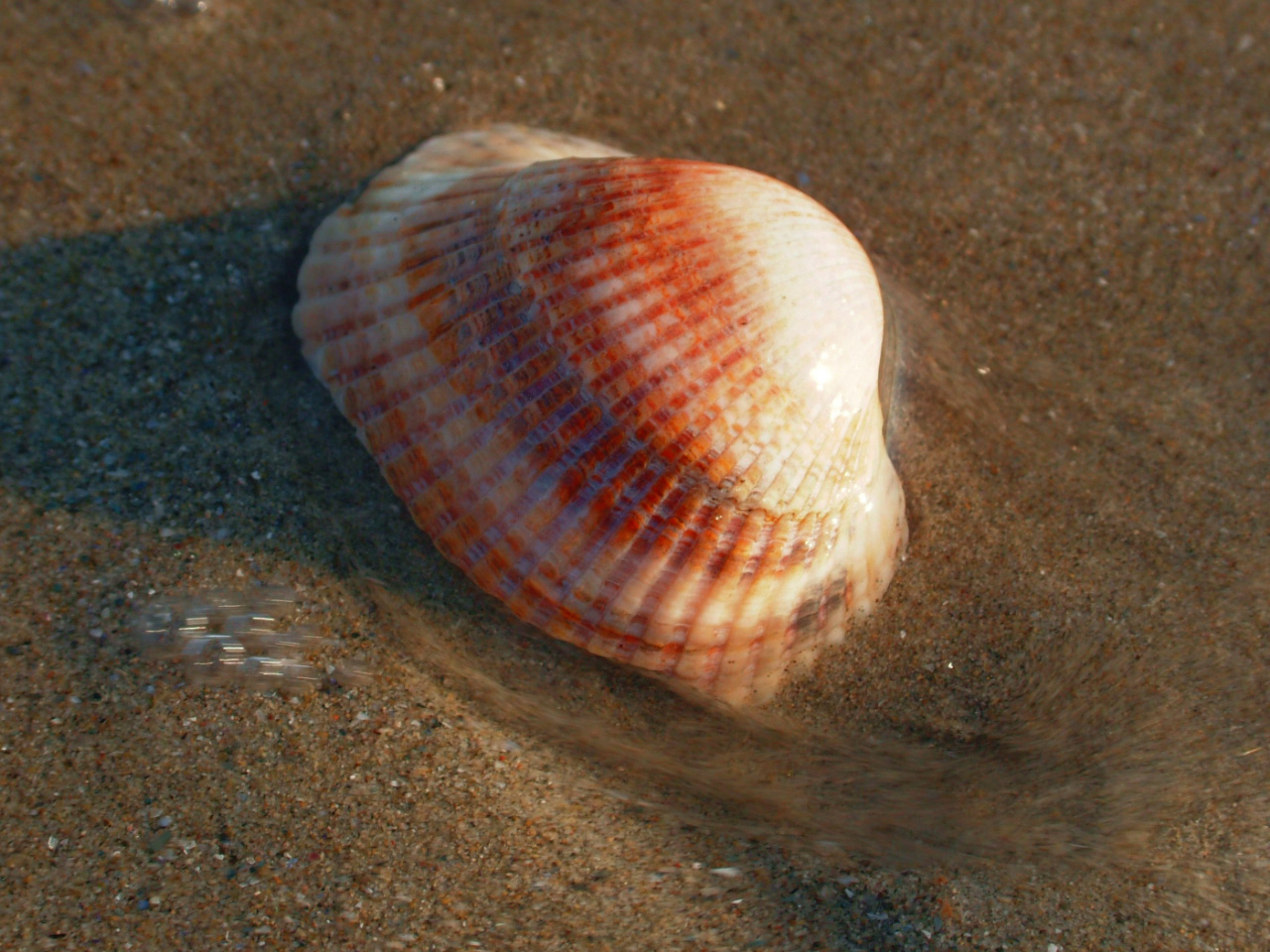 seashell on the beach