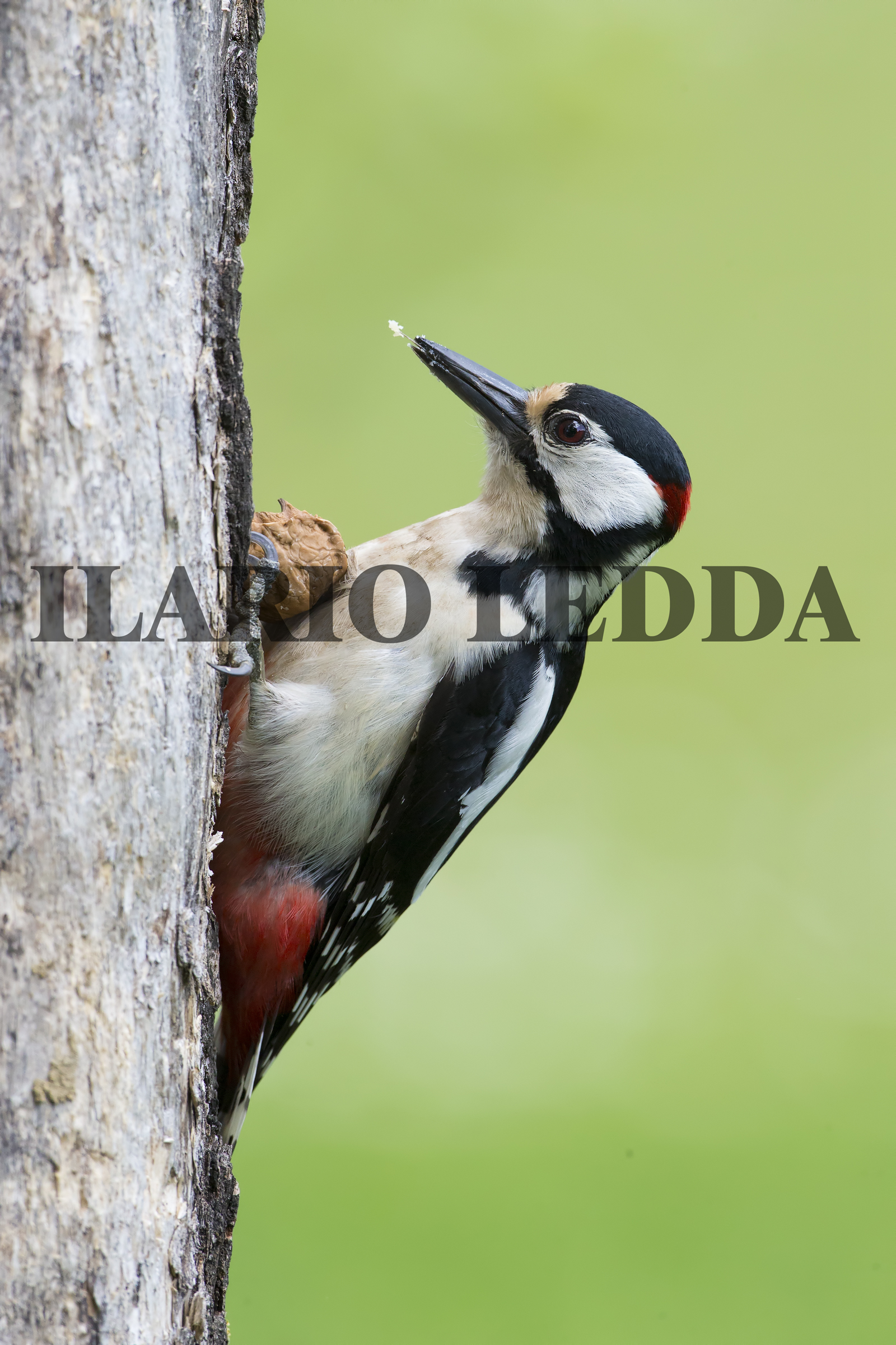 Wallace Lo Schiaccianoci