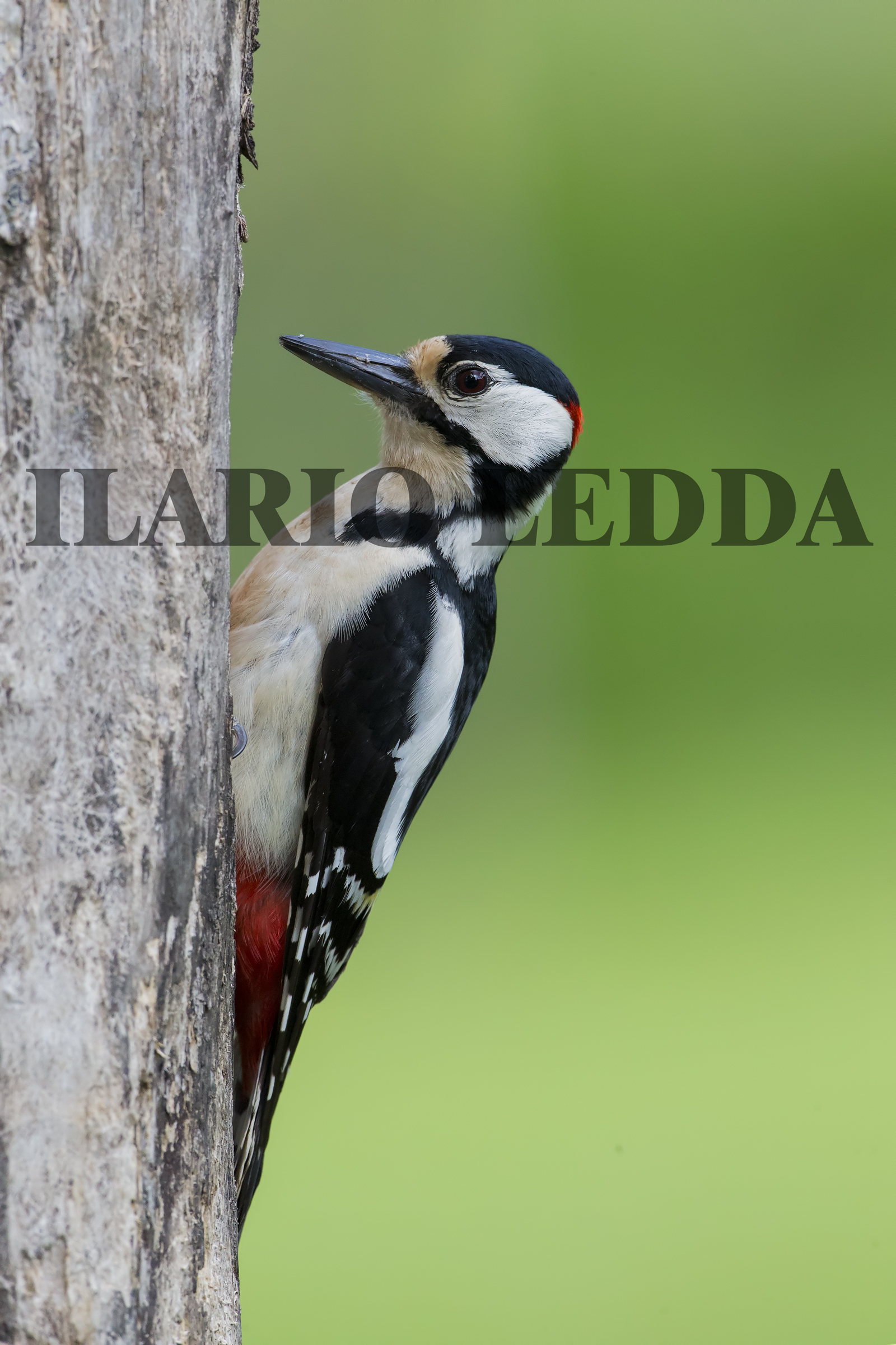 Il Classico Picchio Rosso