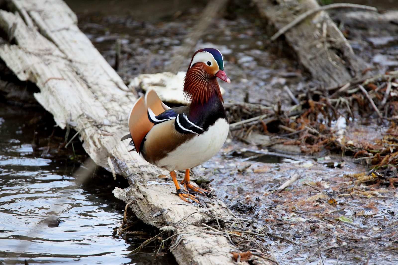 mandarin duck