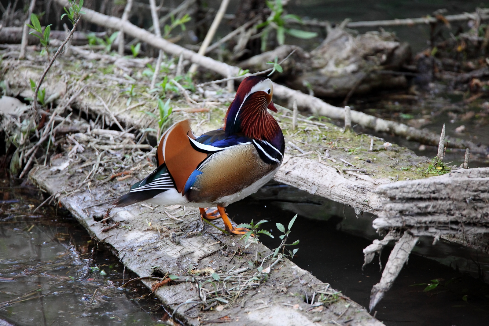 mandarin duck