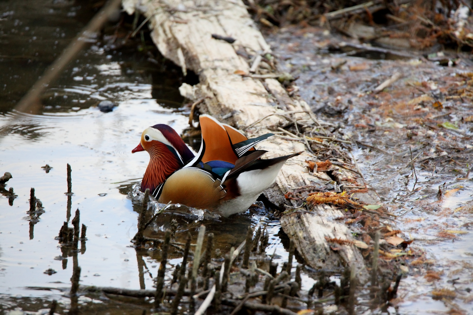 mandarin duck