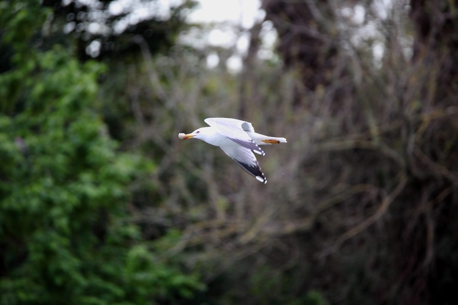 gabbiano reale con uovo nel becco