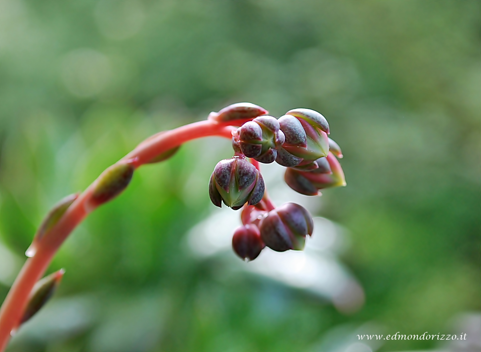 Echeveria purpussorum