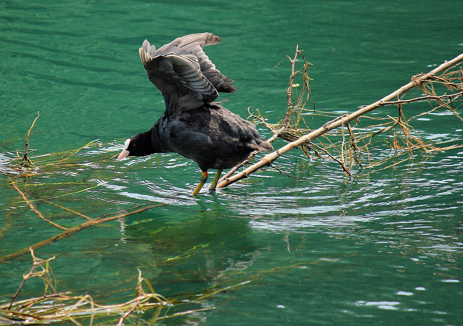 Coot tightrope