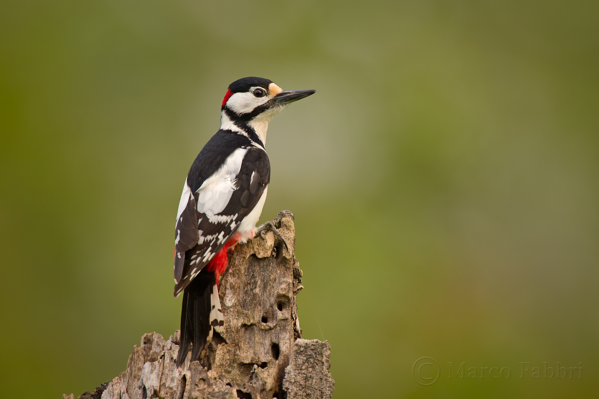 Woodpecker