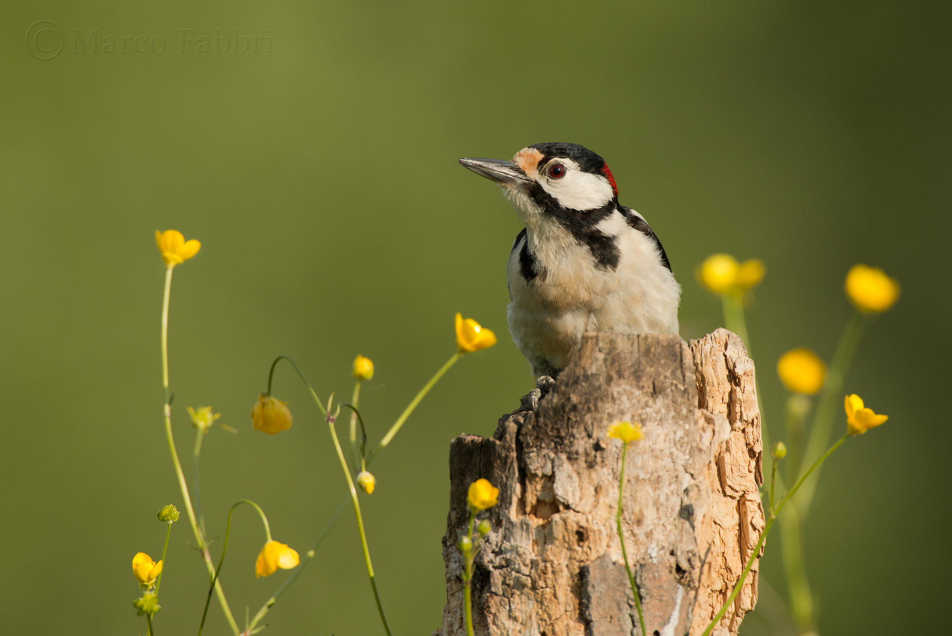 Woodpecker in bloom