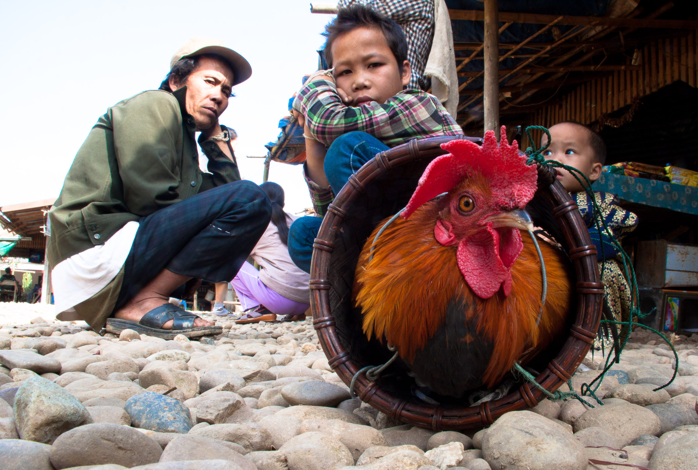Laos; Il Gallo