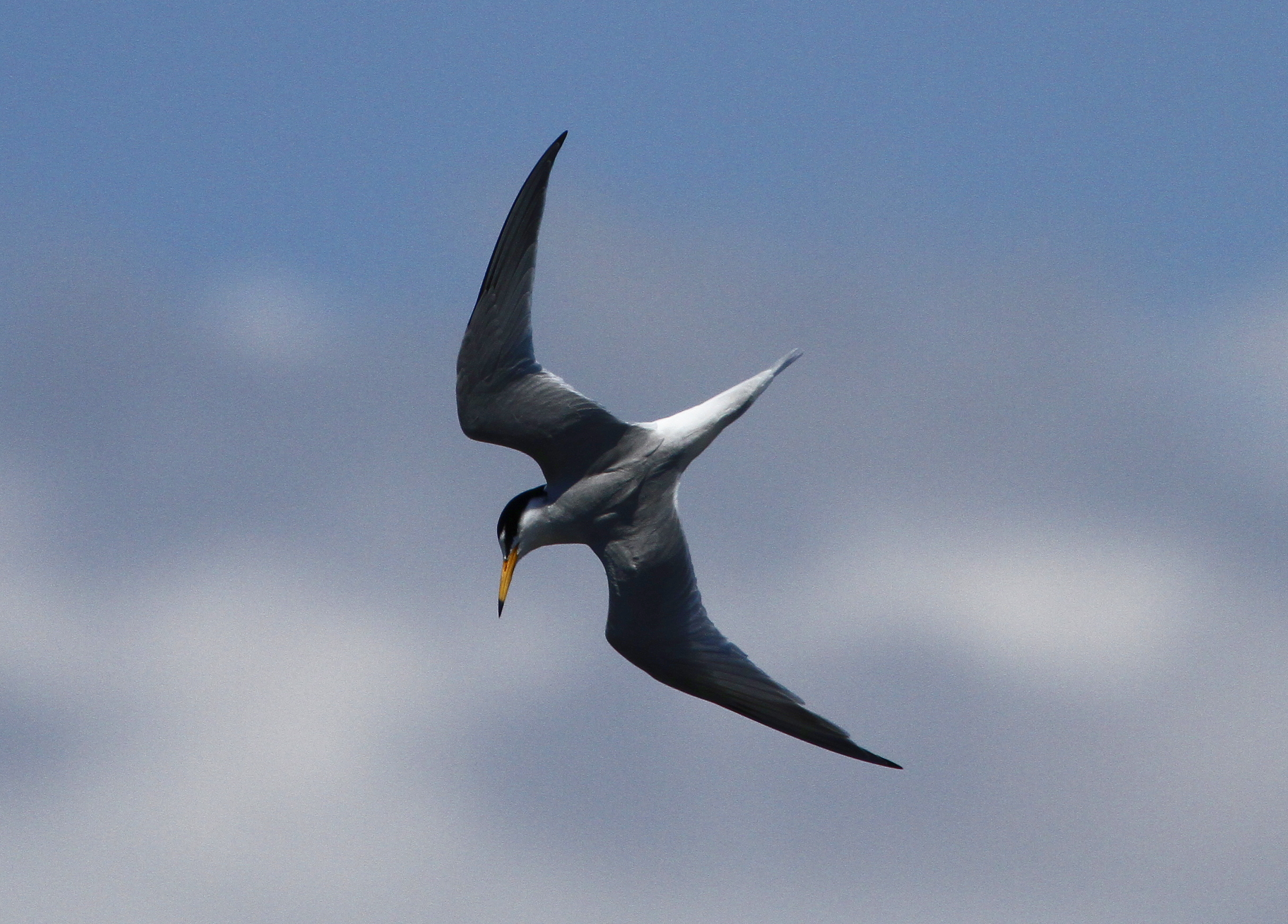 Little Tern dive