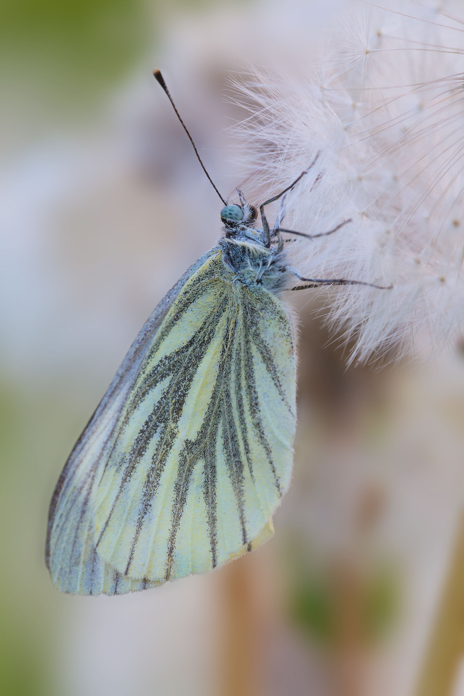 Pieris Napi