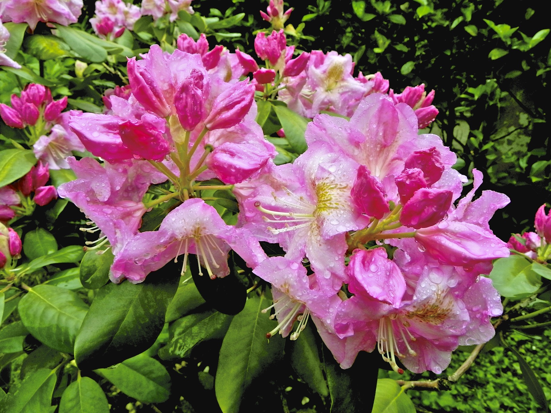 Rhododendron