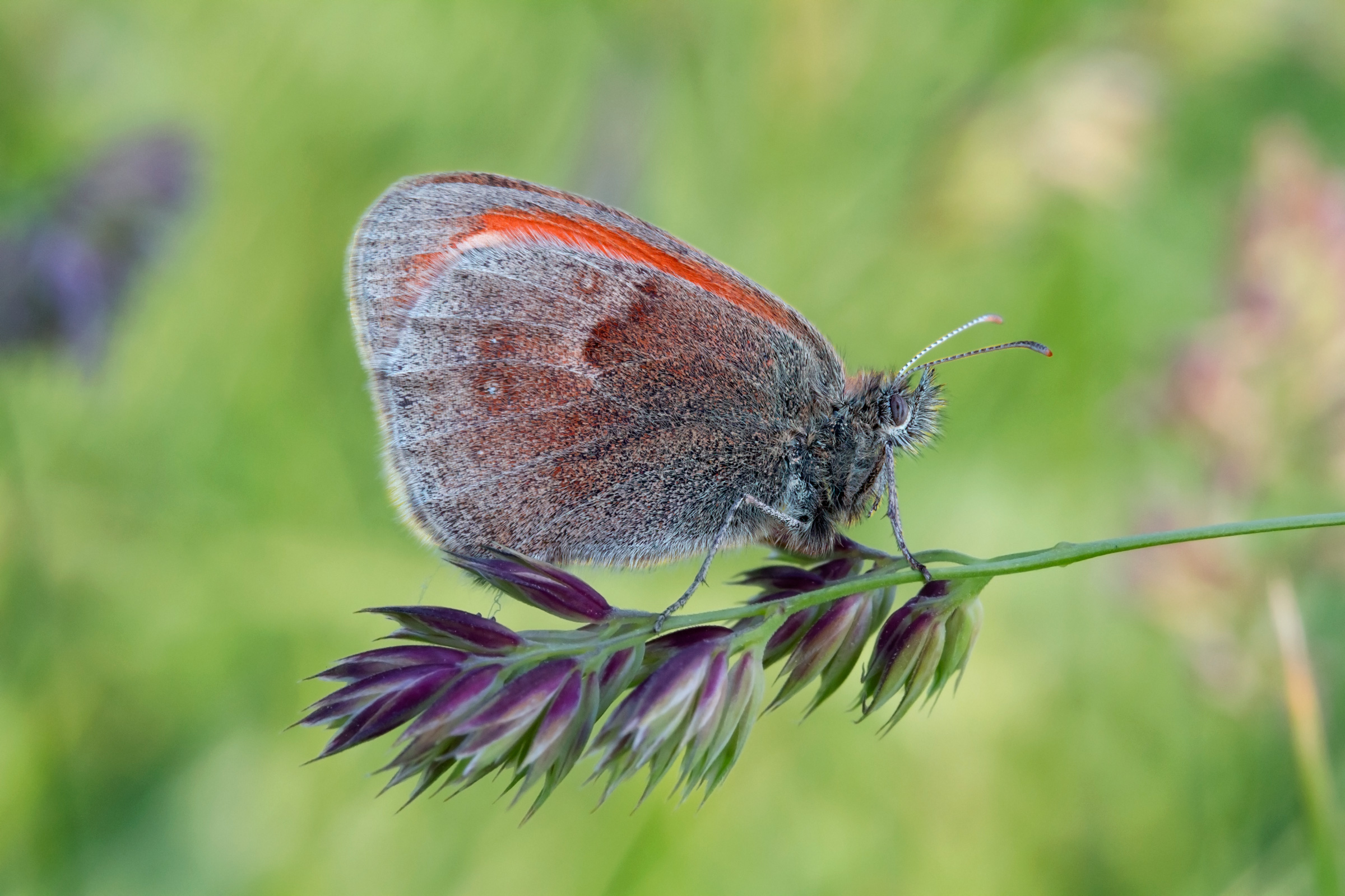 Coenonympha pamphilius