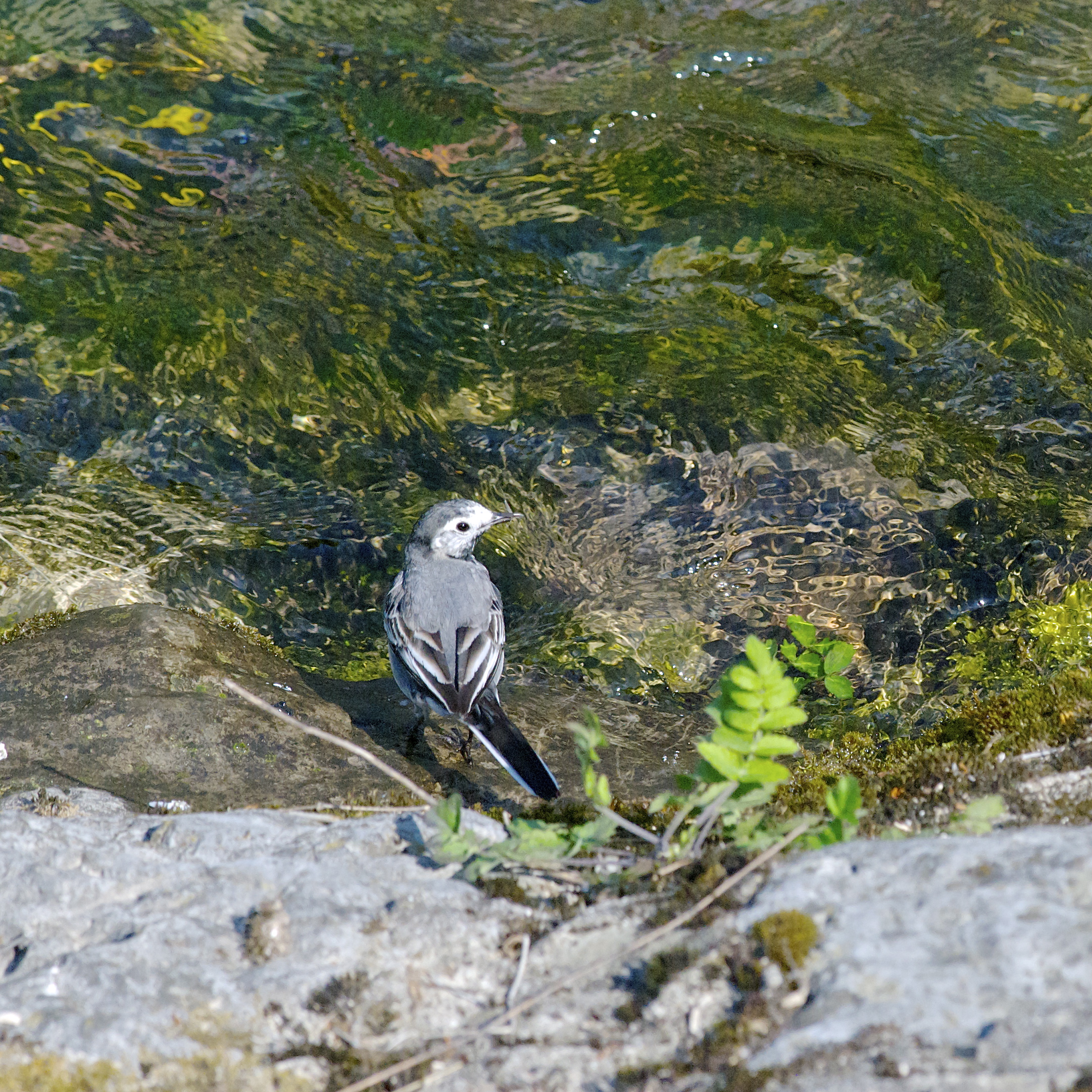 Ballerina Bianca(Motacilla Alba)