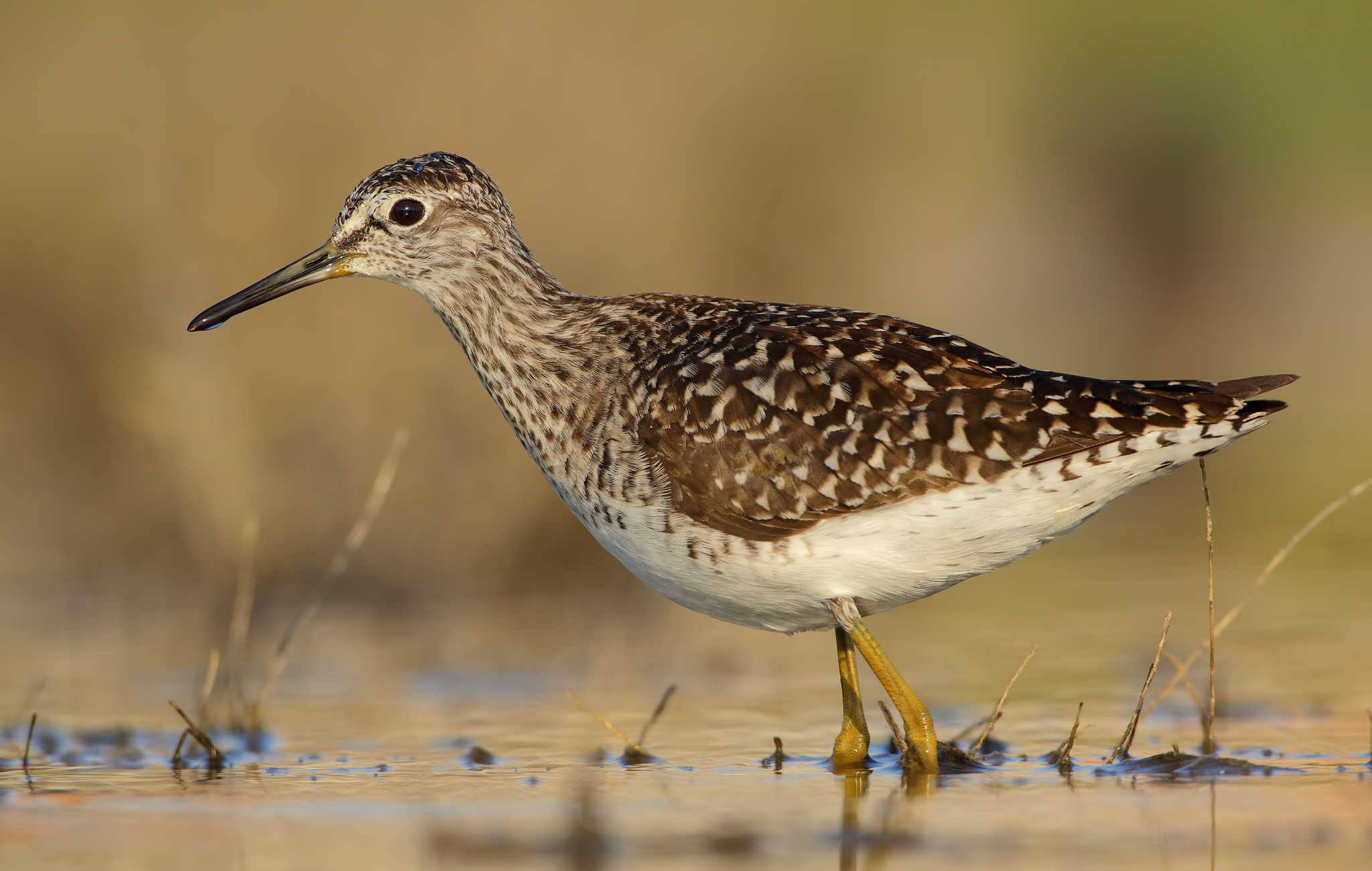 Piro piro boschereccio