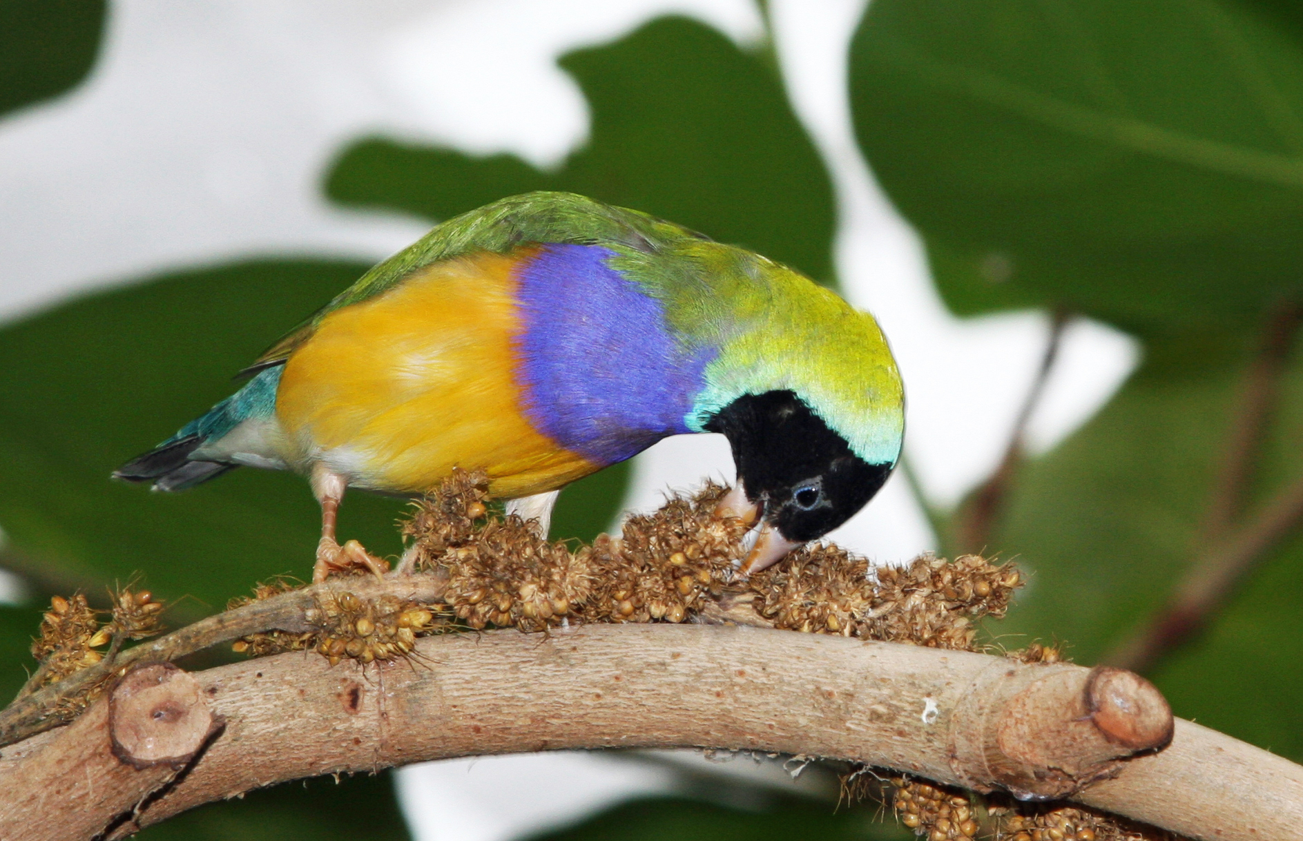 Diamante di Gould Testa Nera