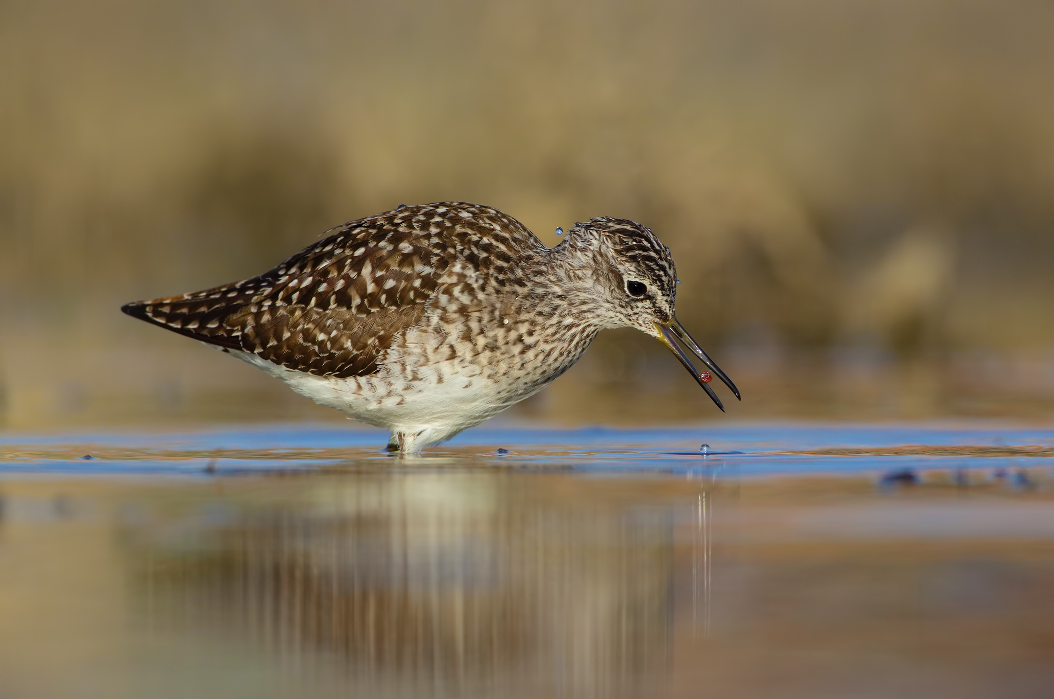 Piro piro boschereccio