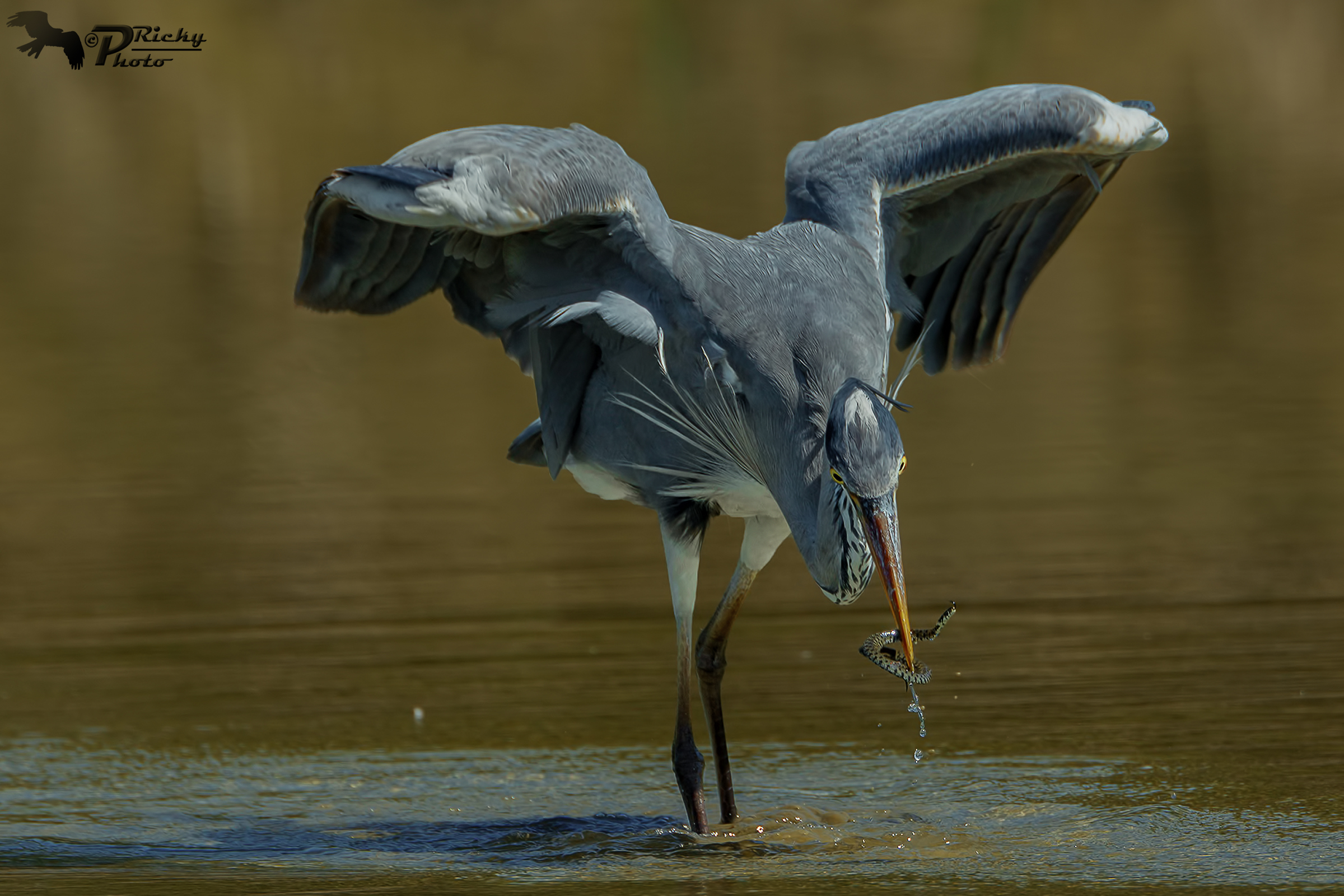 Airone Cenerino con preda