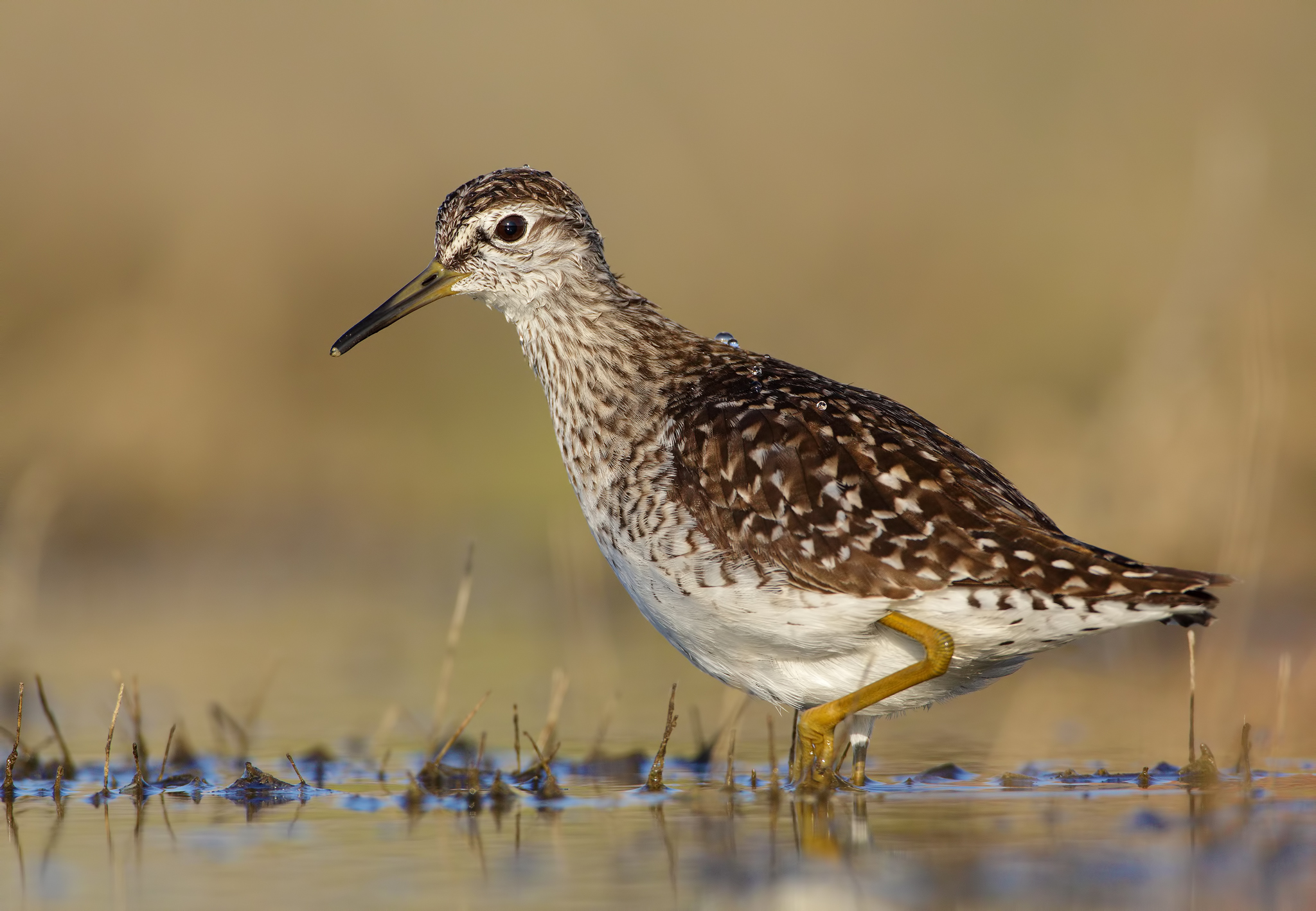 Piro piro boschereccio