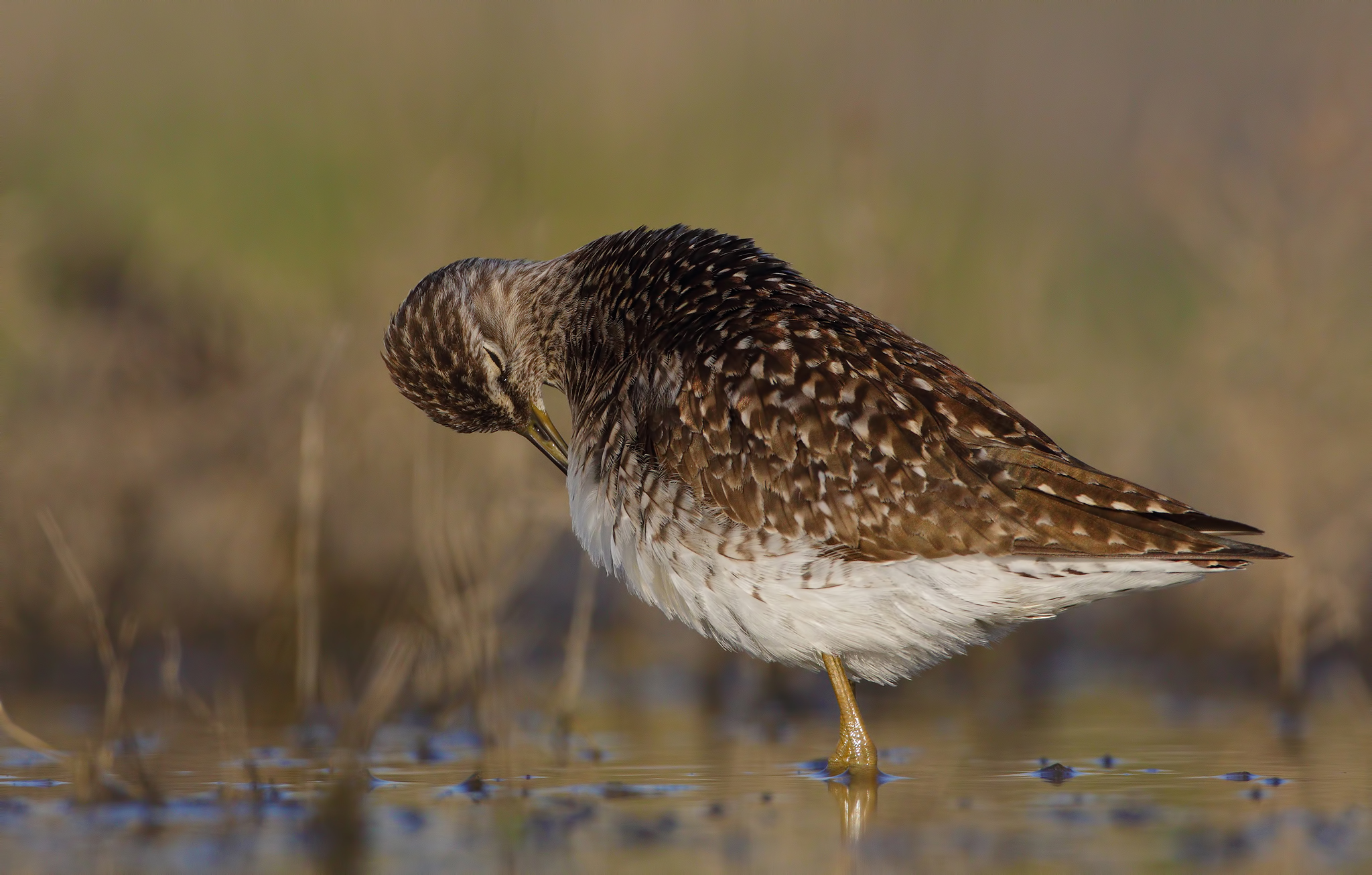 Piro piro boschereccio