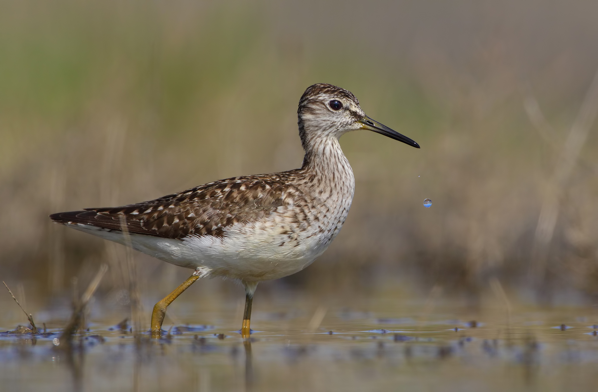 Il segreto nella goccia (Piro piro boschereccio)