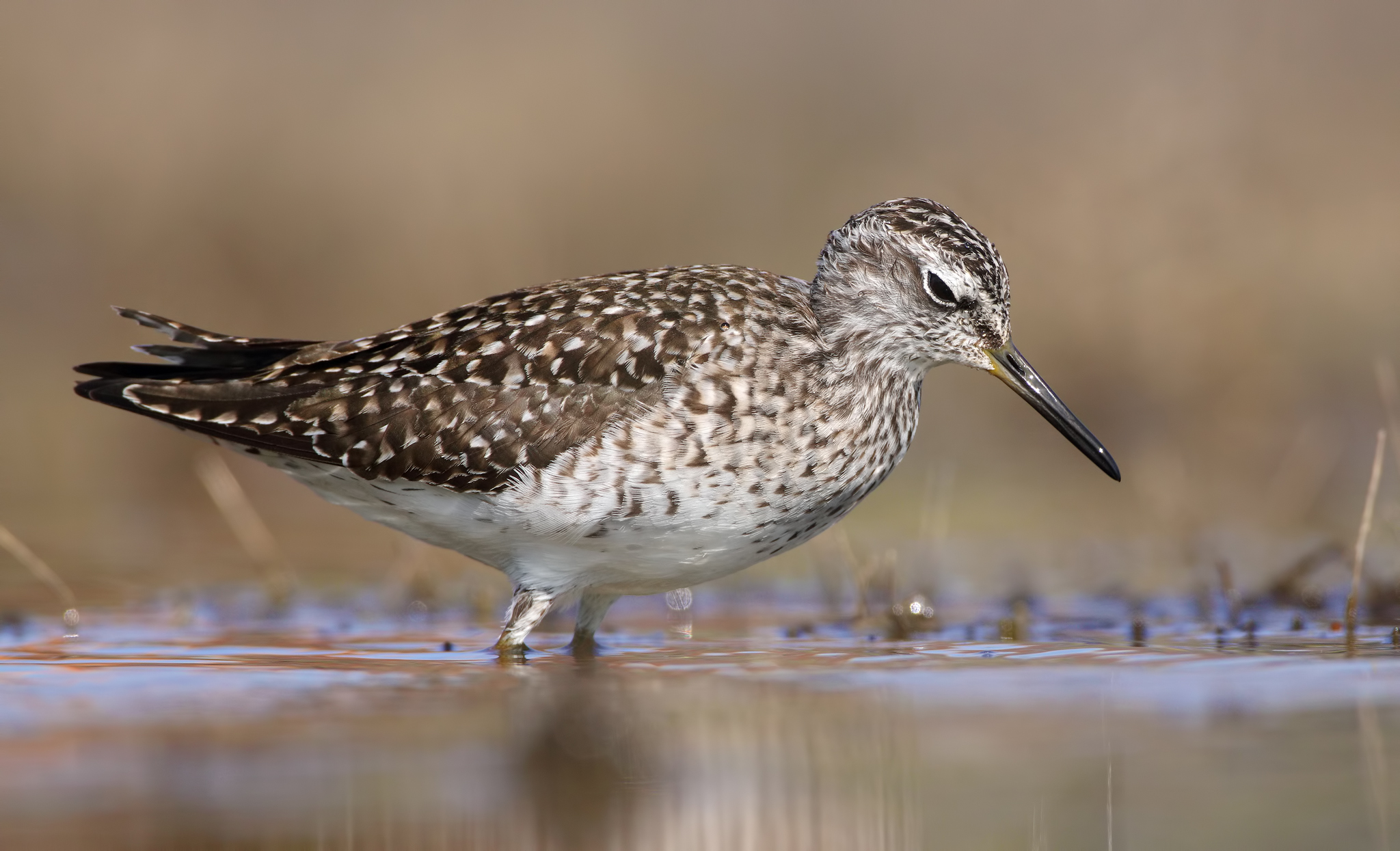 Piro piro boschereccio