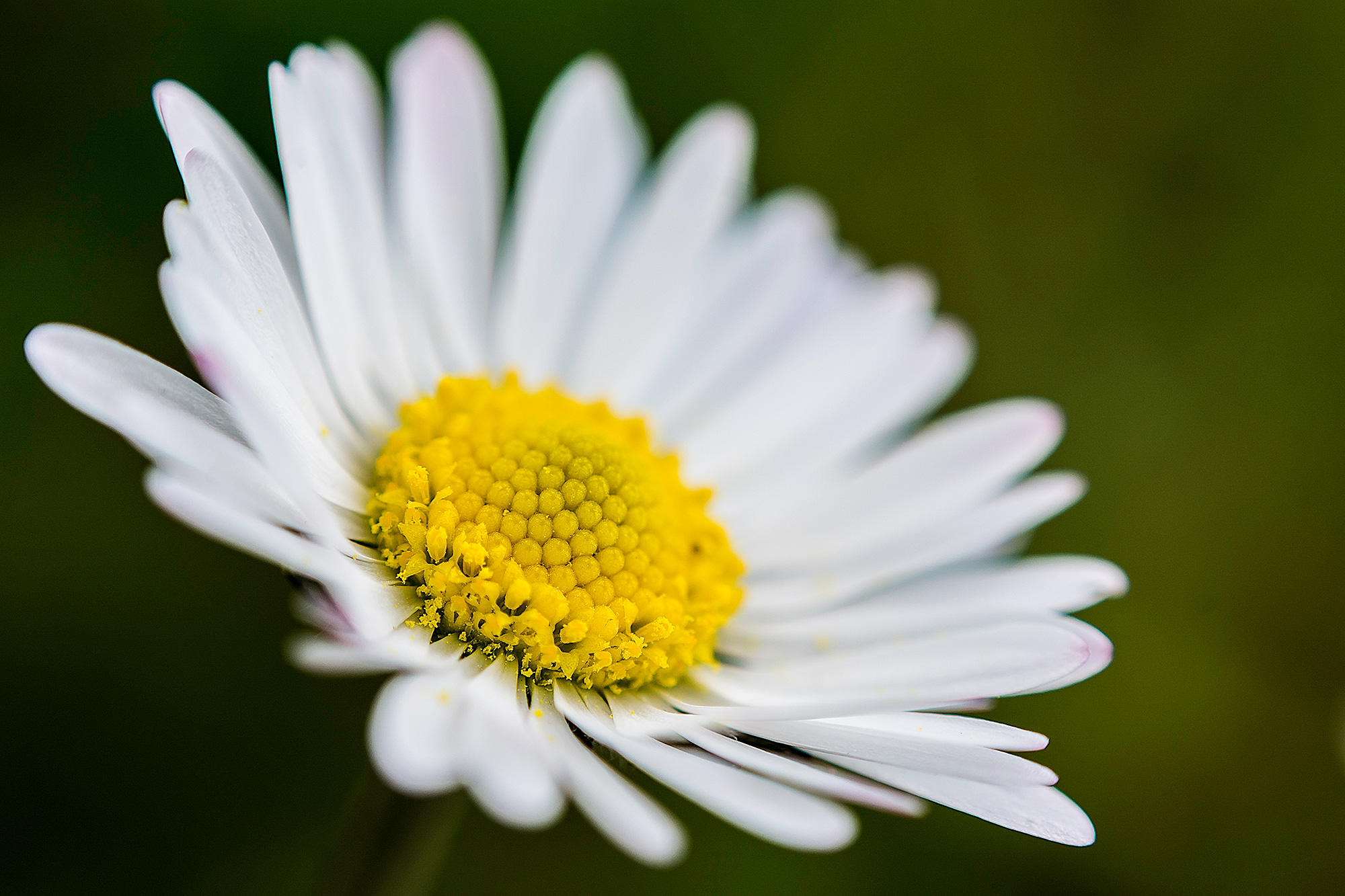 M'ama...non m'ama. . .